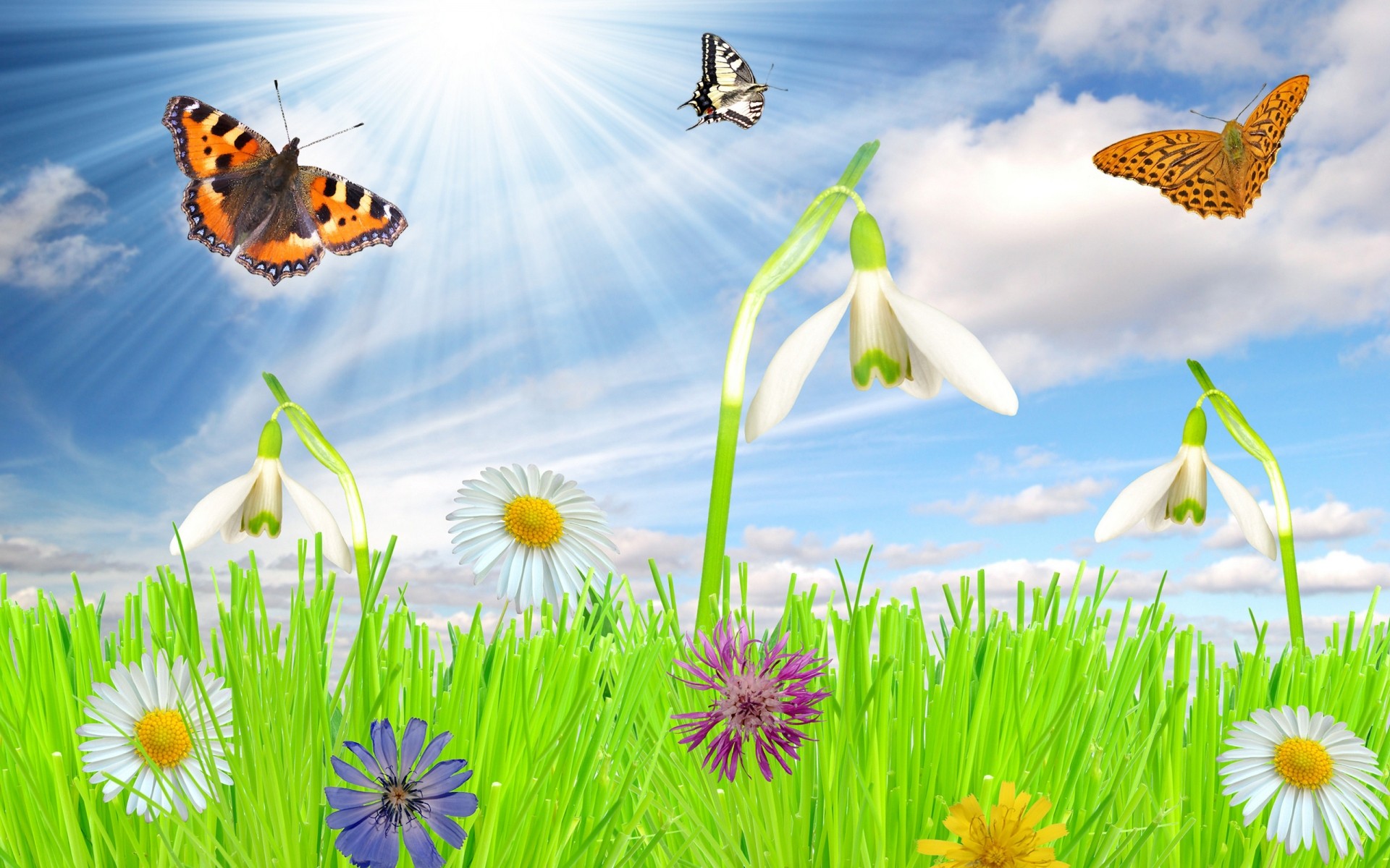 весна бабочка природа насекомое трава цветок лето сенокос сад солнце хорошую погоду на открытом воздухе яркий флора среды поле цвет бабочки цветы