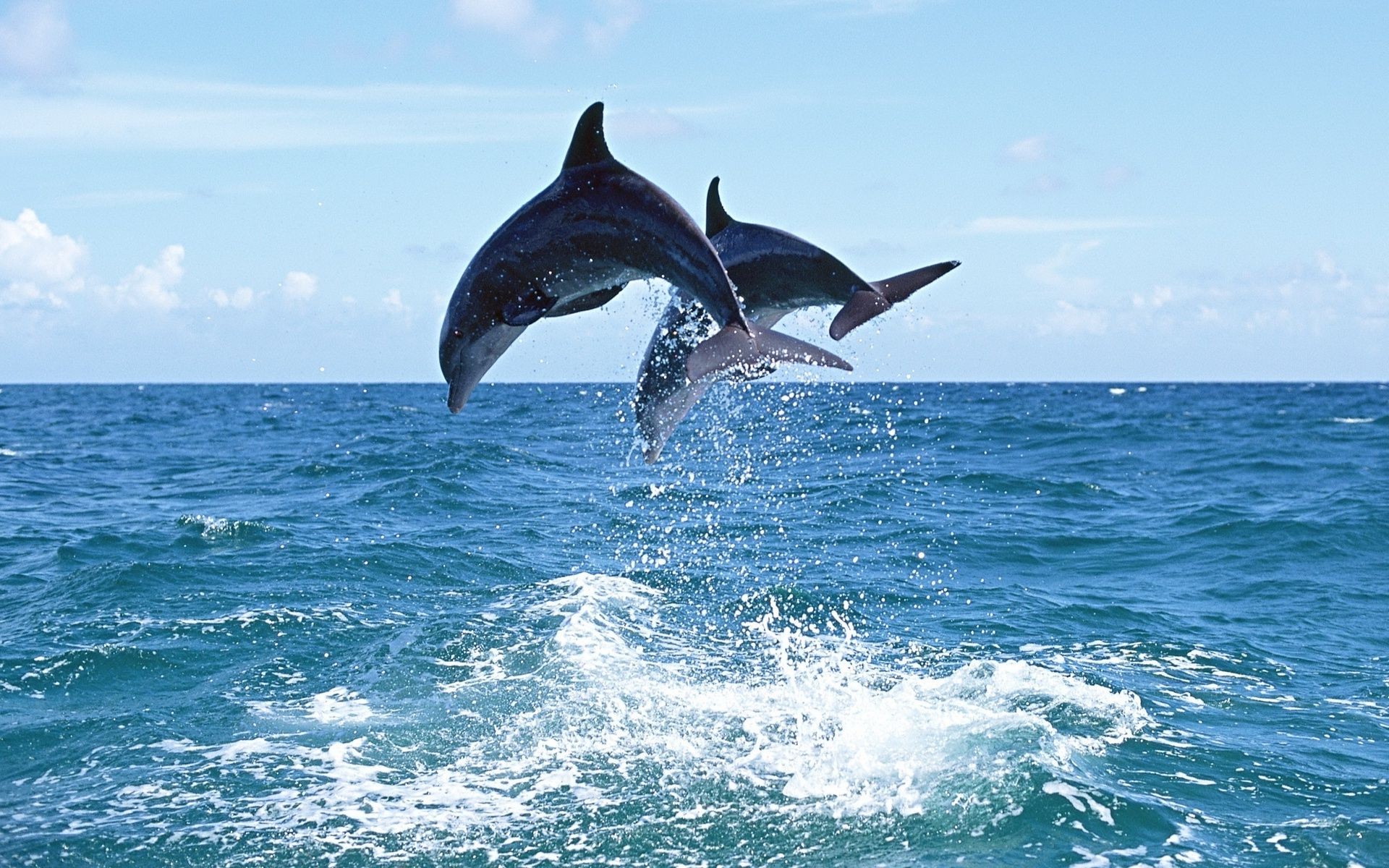 дельфин воды океан море воздуходувки кит природа на открытом воздухе плавание фин