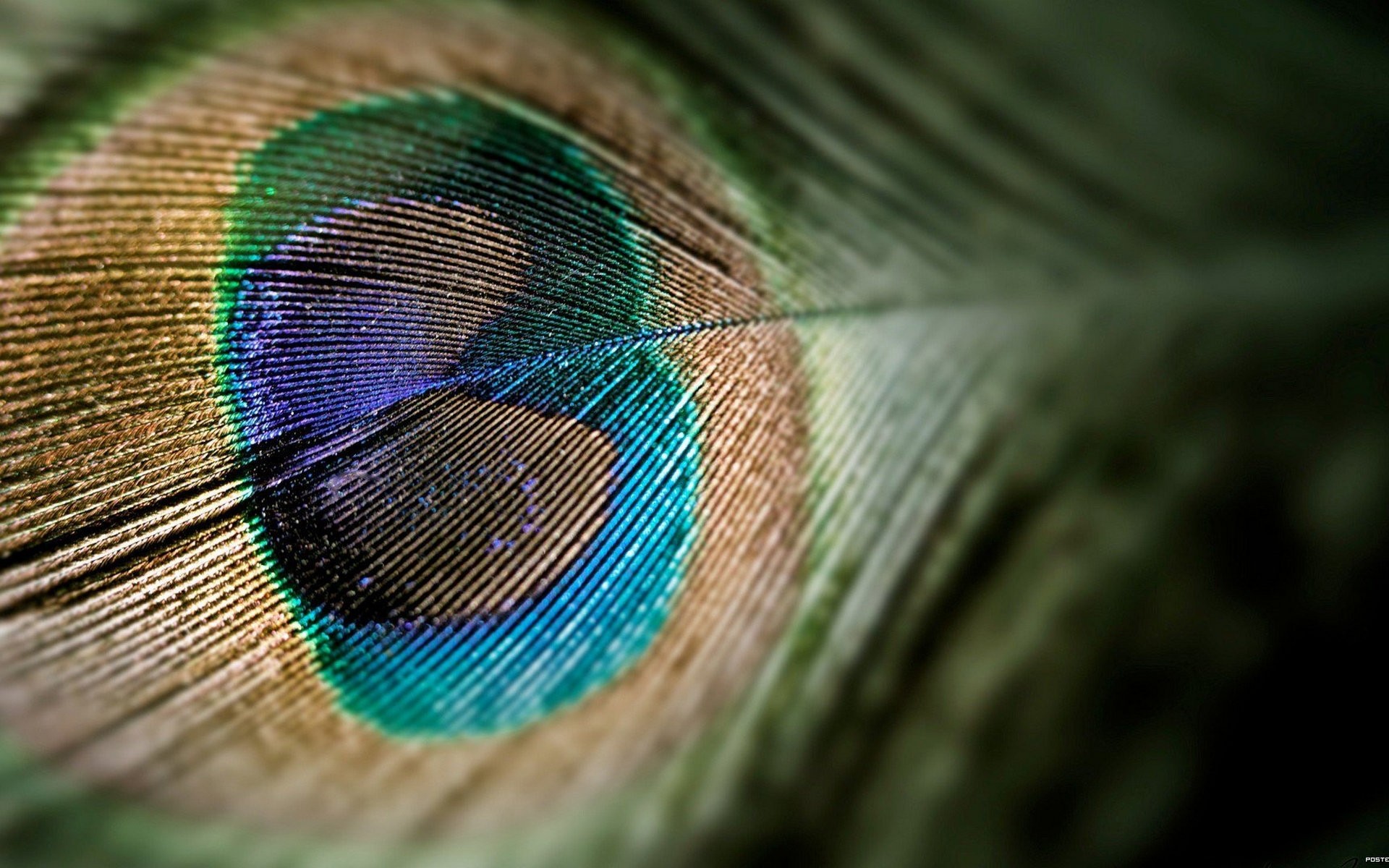 животные природа рабочего стола перо цвет яркий шаблон текстура аннотация радужный дизайн крупным планом птица павлин