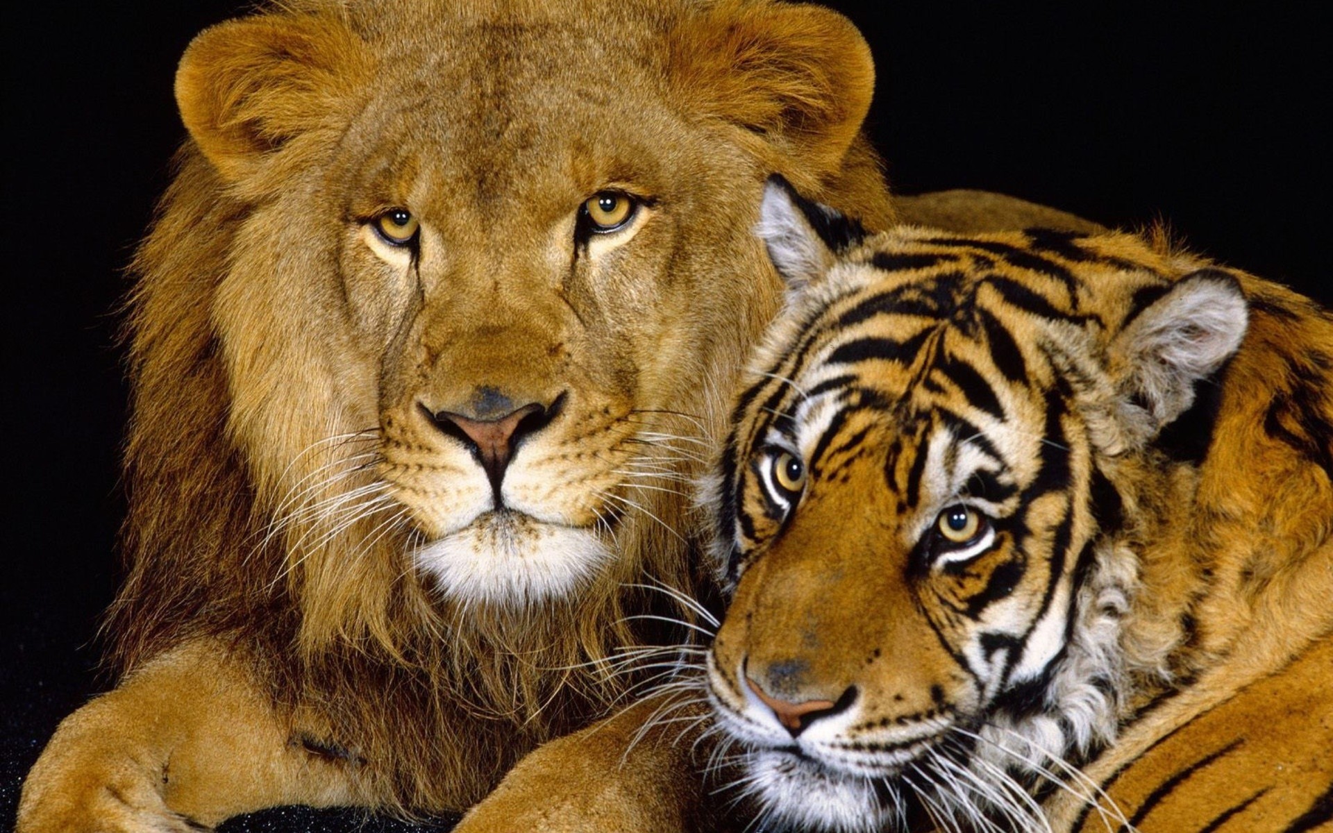 животные кошка дикой природы млекопитающее хищник мясоед охотник животное большой опасность сафари дикий портрет мех джунгли зоопарк глаз пантера тигр лев