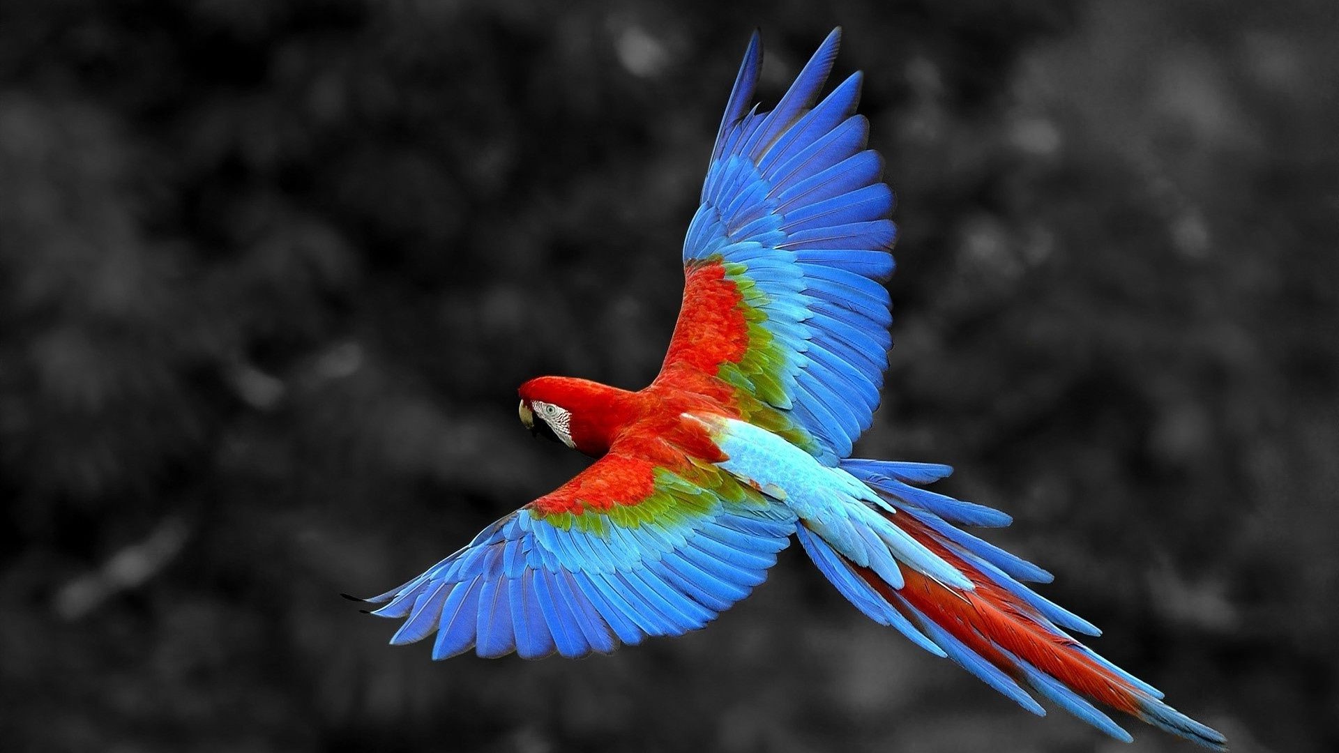попугай птица природа цвет перо яркий
