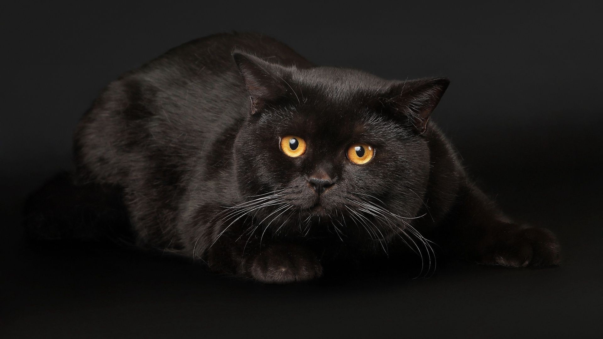 кошки кошка портрет млекопитающее милые животное пэт глаз котенок мех отечественные