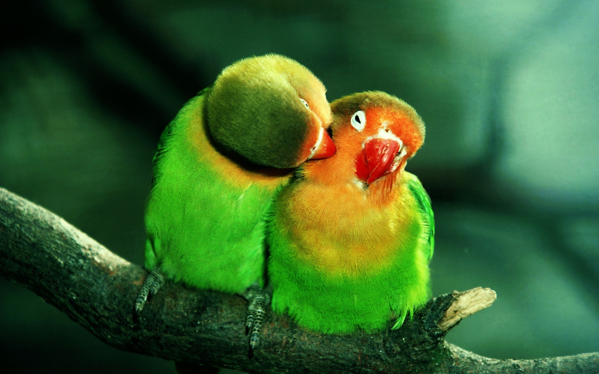 попугай птица дикой природы тропический природа клюв перо животное авиан животные любовь
