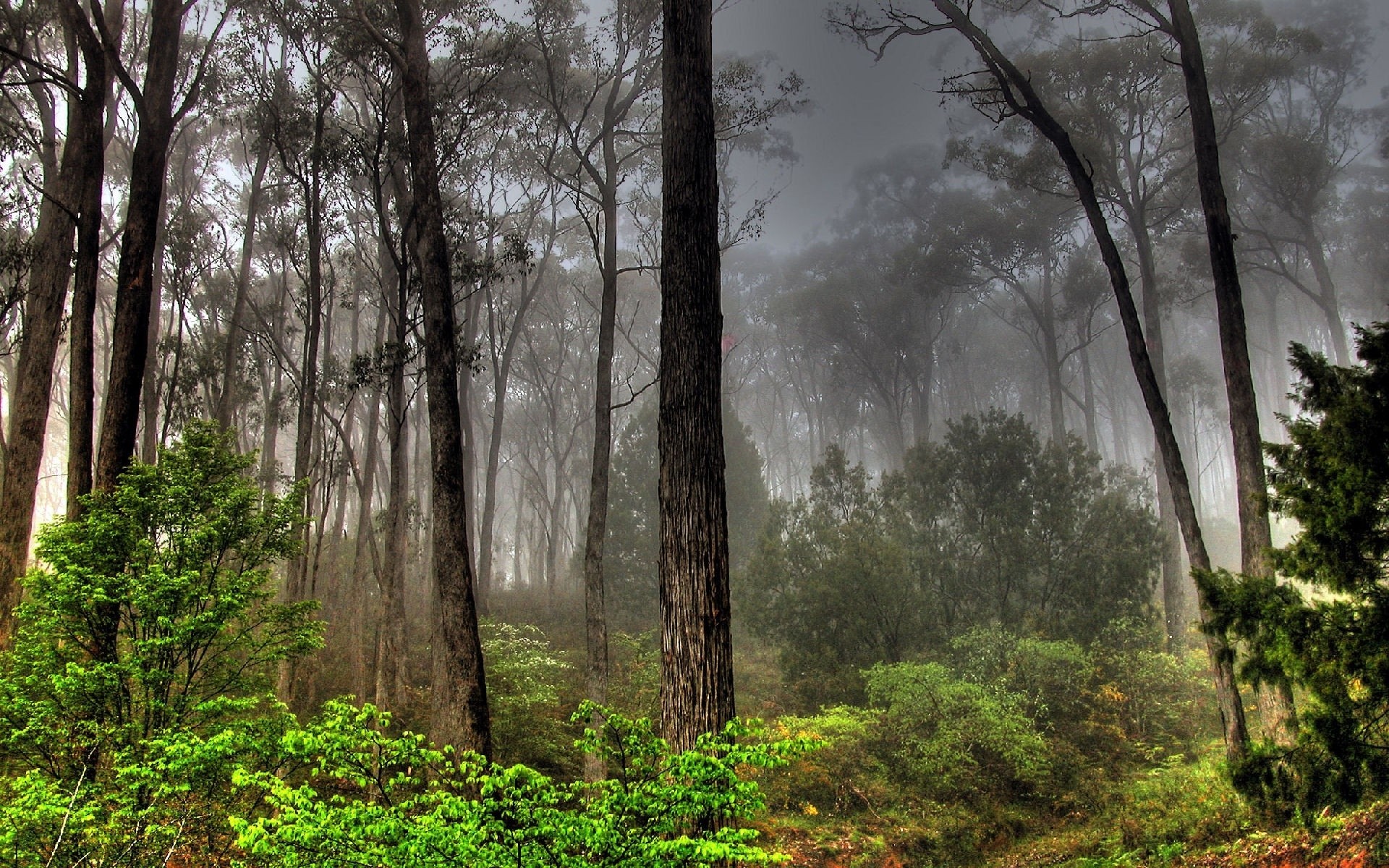 растения дерево древесины туман пейзаж туман природа лист парк рассвет осень на открытом воздухе среды живописный