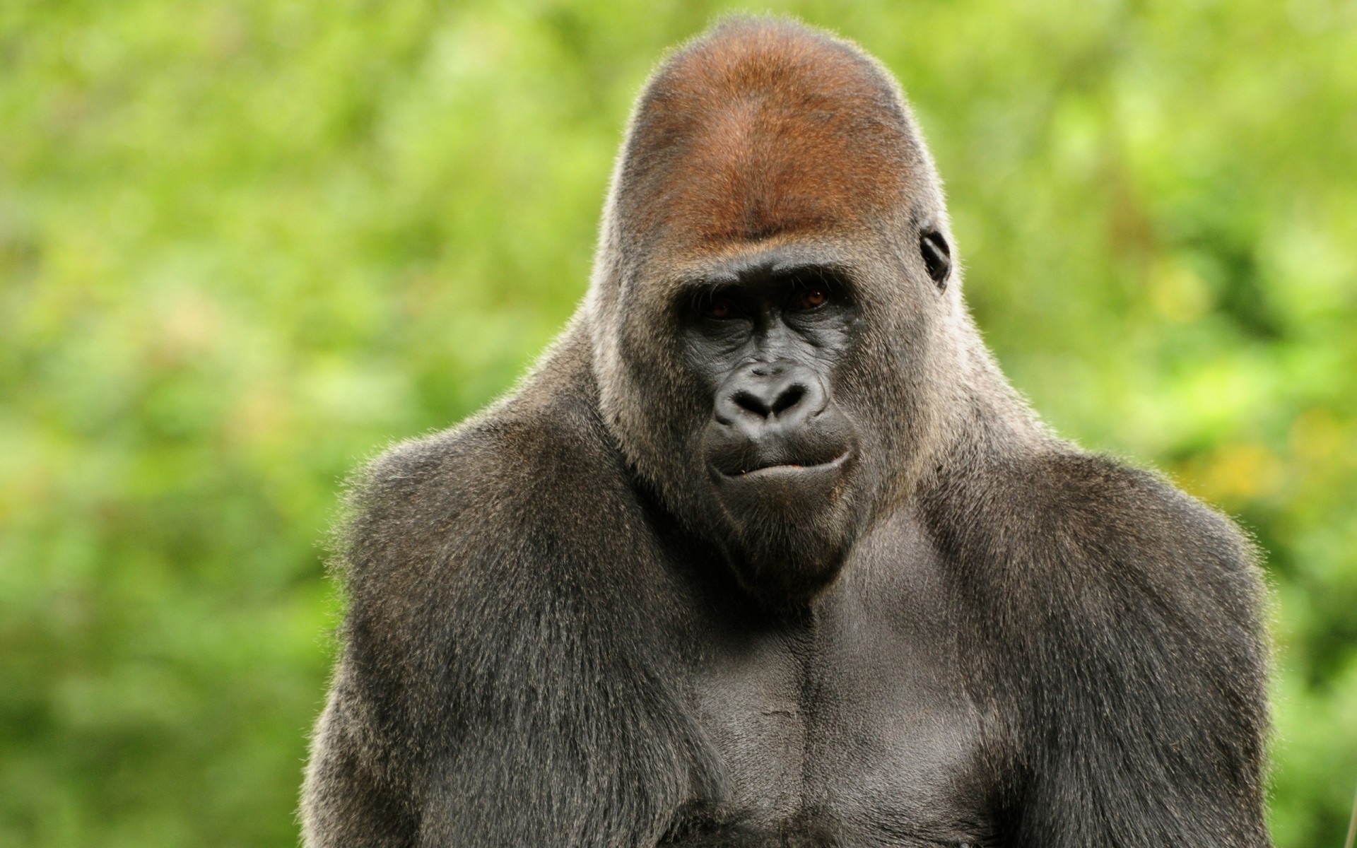 животные млекопитающее дикой природы предстоятель обезьяна кривляться портрет животное зоопарк дикий горилла