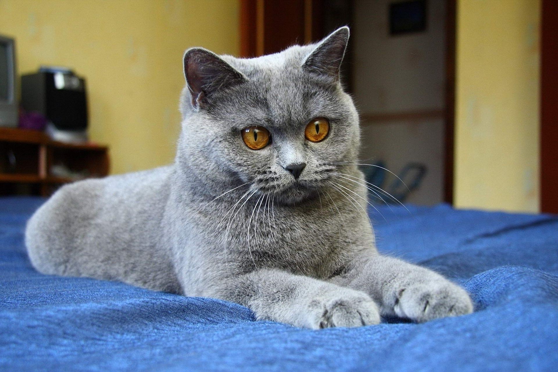 кошки кошка млекопитающее отечественные пэт животное портрет милые котенок мех один