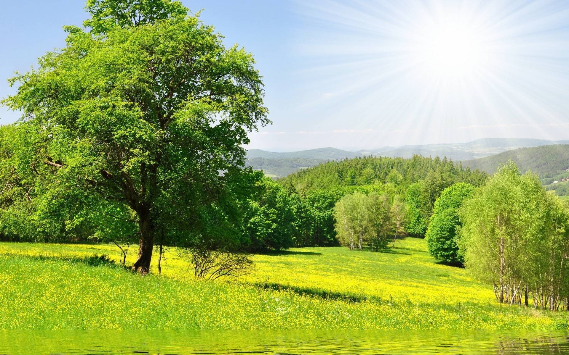 пейзажи пейзаж природа трава сельских дерево лето сенокос сельской местности сцена лист хорошую погоду поле солнце сезон яркий страна древесины живописный зрелище деревья весенне-полевые