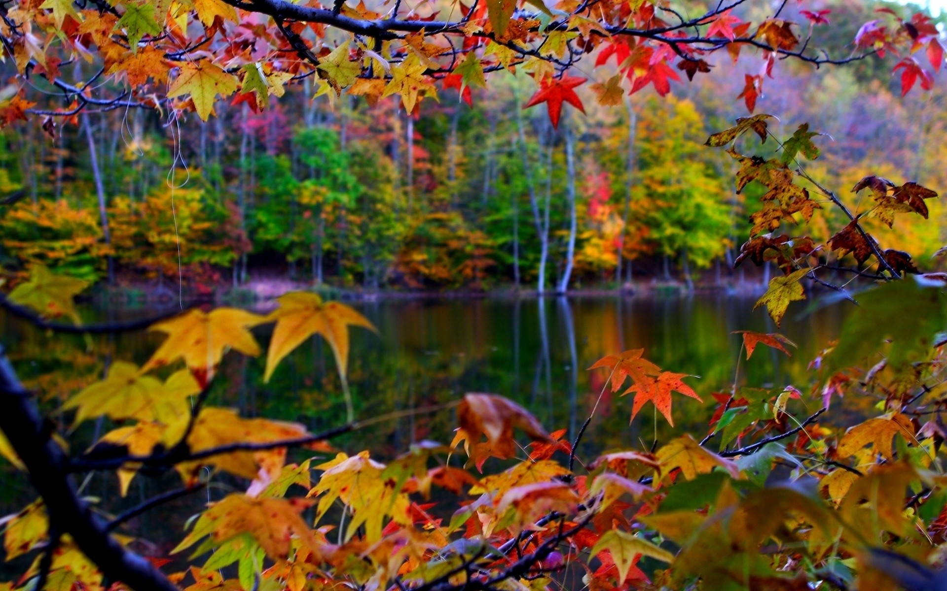 осень осень лист кленовый дерево сезон природа парк древесины яркий цвет филиал флора пышные яркие на открытом воздухе золото фон альбомный лист осенние листья падают