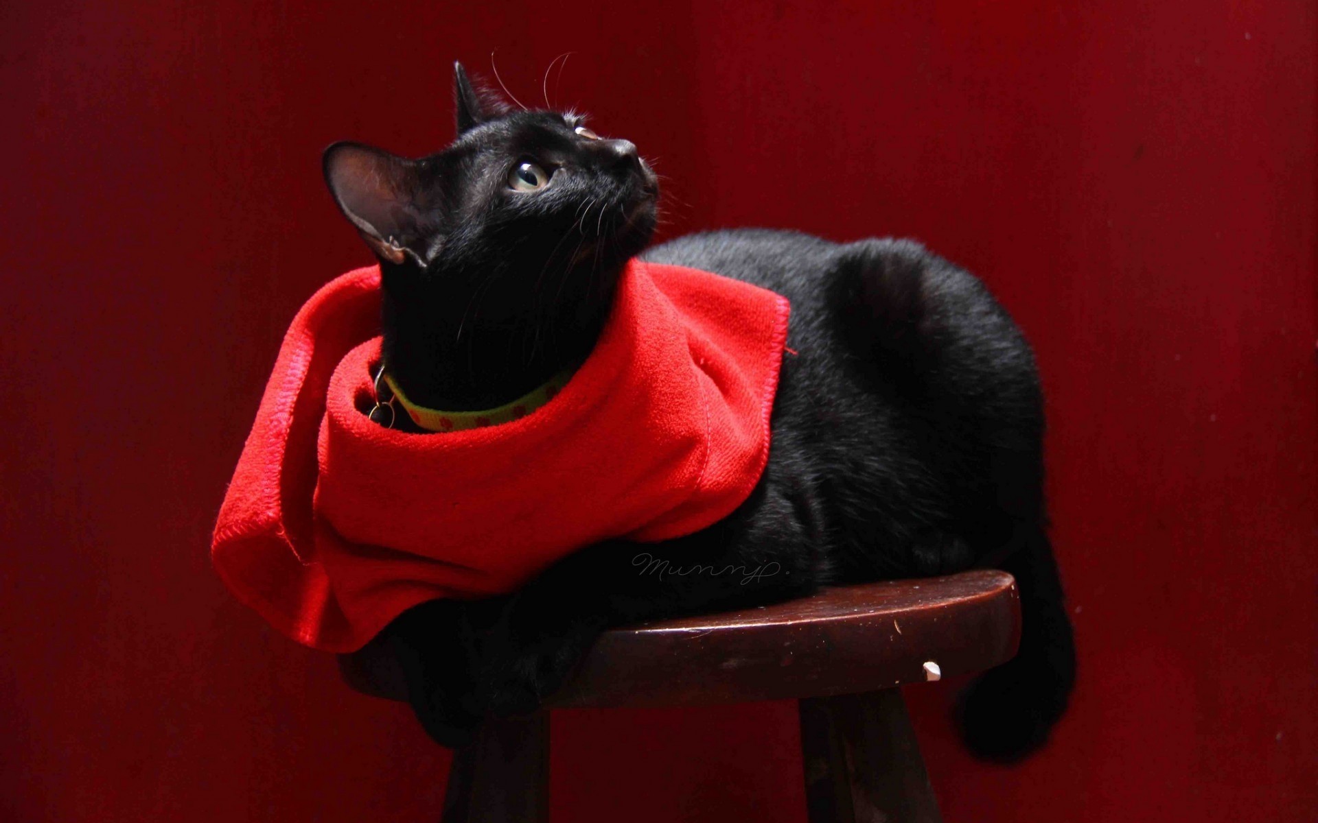 кошки млекопитающее собака один портрет пэт кинолог милые носить просмотр шарф
