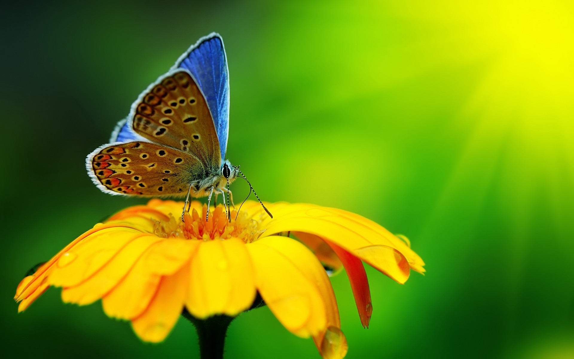 насекомые бабочка природа насекомое лето на открытом воздухе цветок яркий дикой природы лист сад флора хорошую погоду