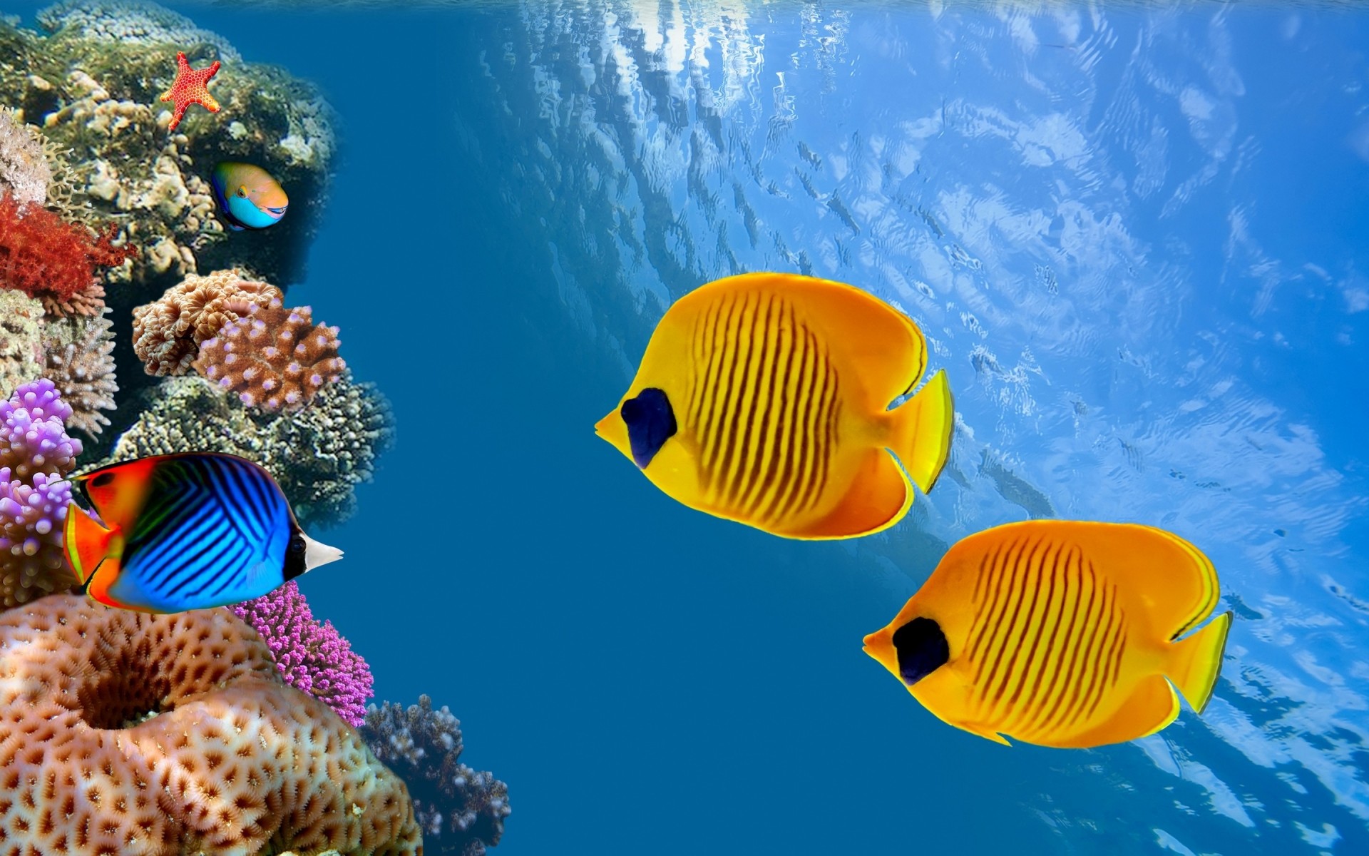 другие города подводный рыбы коралловый океан тропический воды море плавание природа риф глубокий дайвинг морской беспозвоночных снорклинг аквариум водный путешествия на открытом воздухе таиланд коралловые колонии