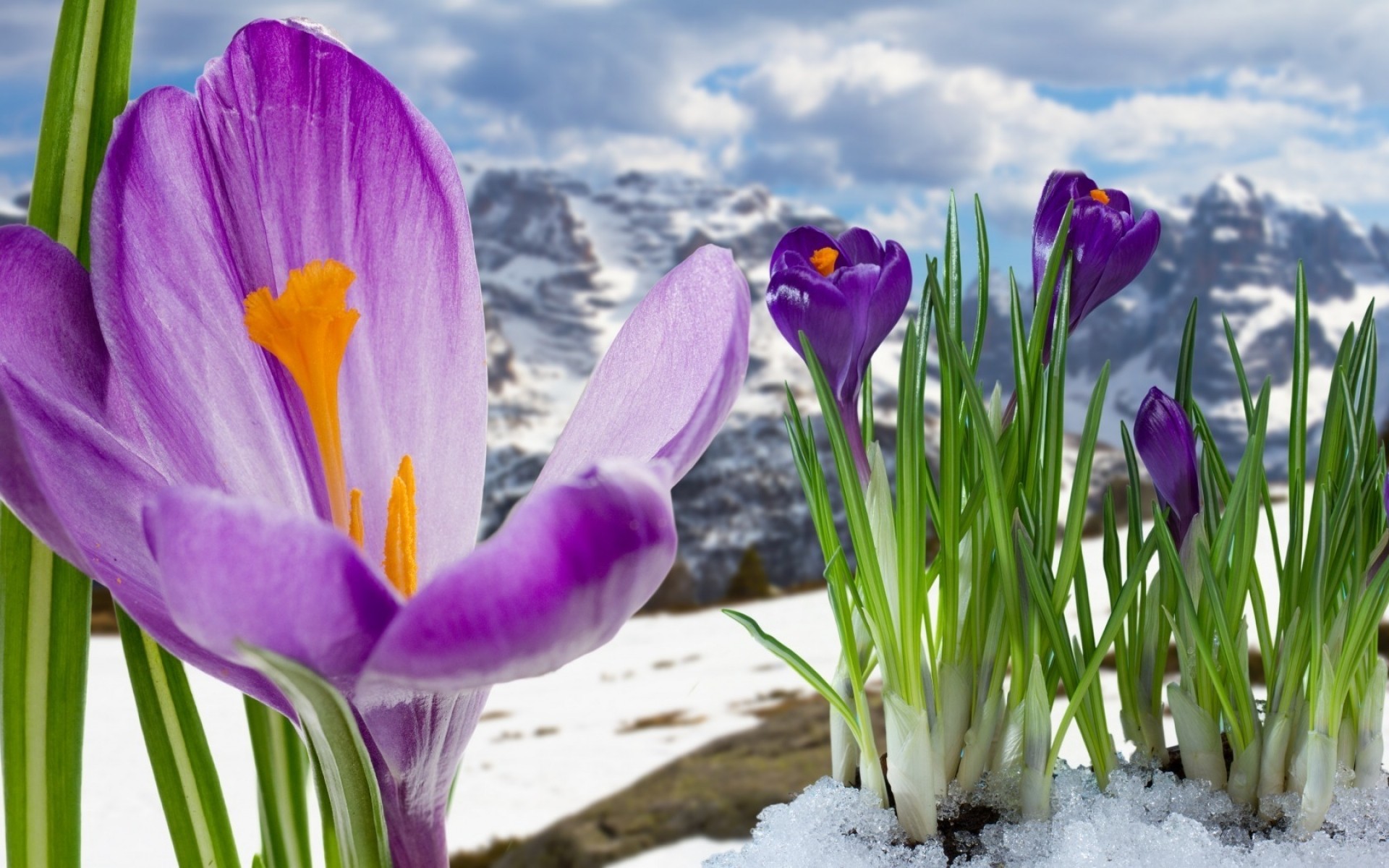 весна природа цветок крокус пасха сезон шафран флора лето яркий лист хорошую погоду цветочные цвет рано лампы рост на открытом воздухе поле сад горы снег фиолетовый