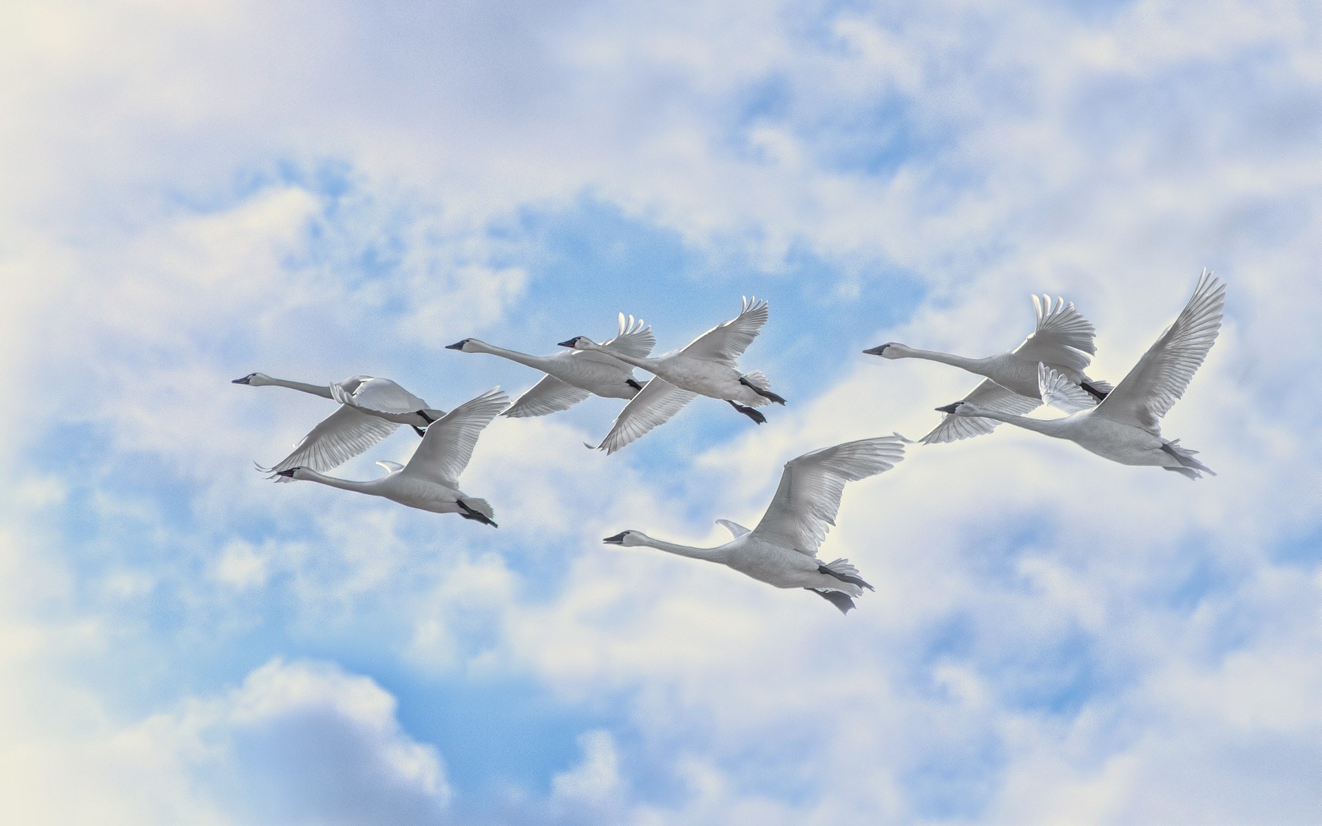 лебеди птица рейс чайки дикой природы небо военные крыло на открытом воздухе воздуха животное самолет миграции гусь природа самолет летать