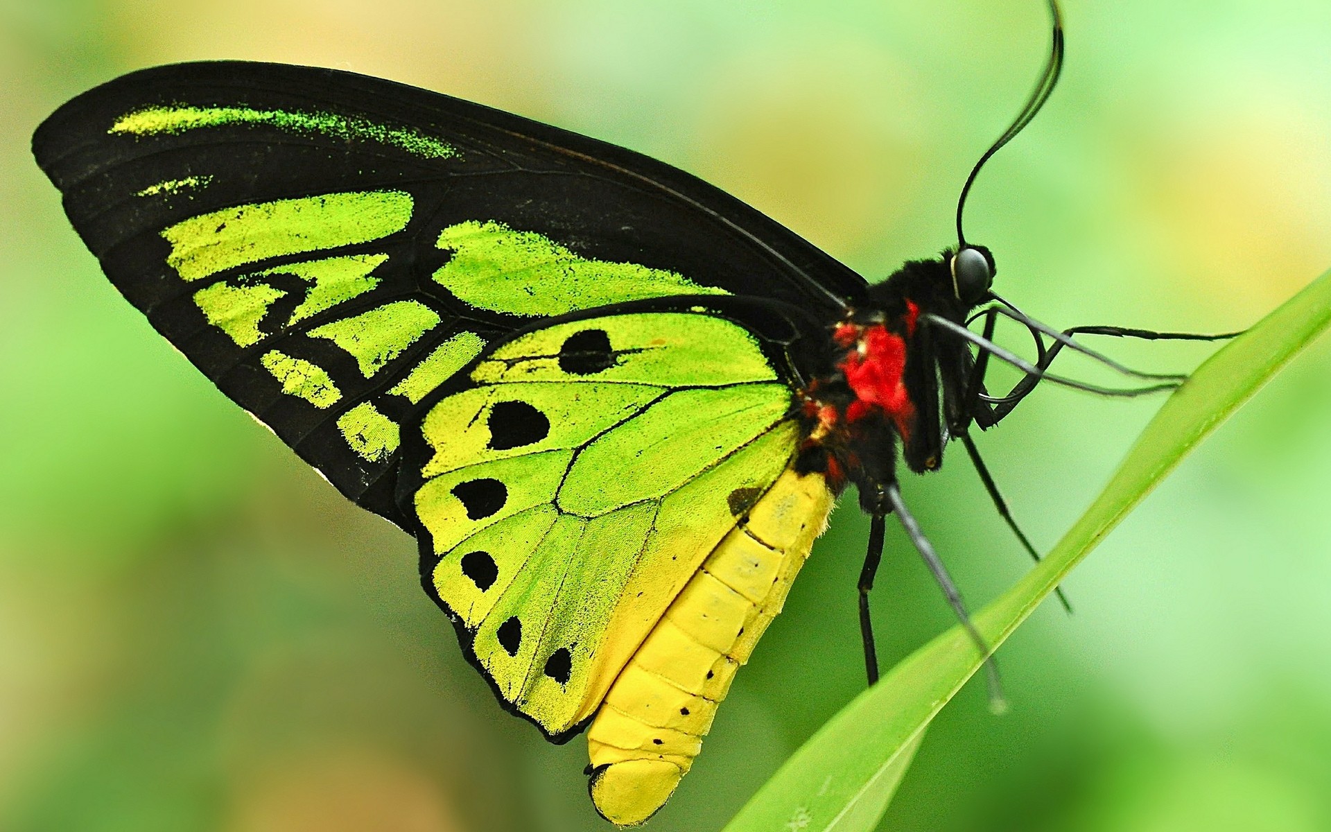 насекомые бабочка насекомое природа крыло лето дикой природы животное беспозвоночных на открытом воздухе мотылек чешуекрылые красивые антенна цвет летать нежный цветок яркий биология лист