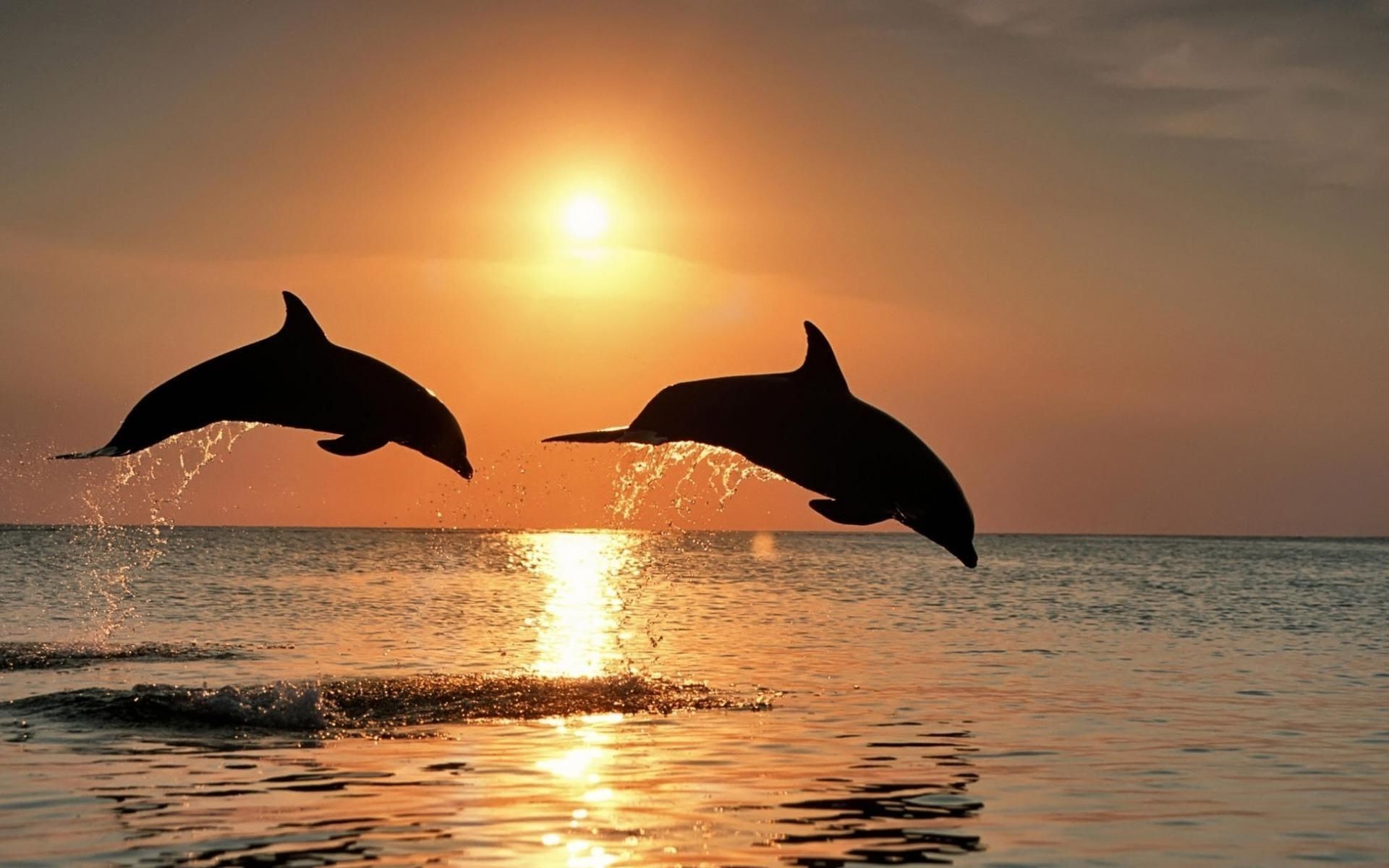 дельфин воды океан воздуходувки закат море кит солнце млекопитающее плавание рассвет на открытом воздухе природа подсветкой