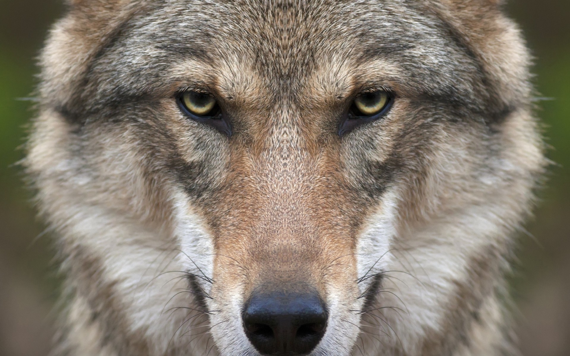 животные млекопитающее дикой природы волк животное дикий хищник мех кинолог собака природа зоопарк глаз портрет глава пушистый
