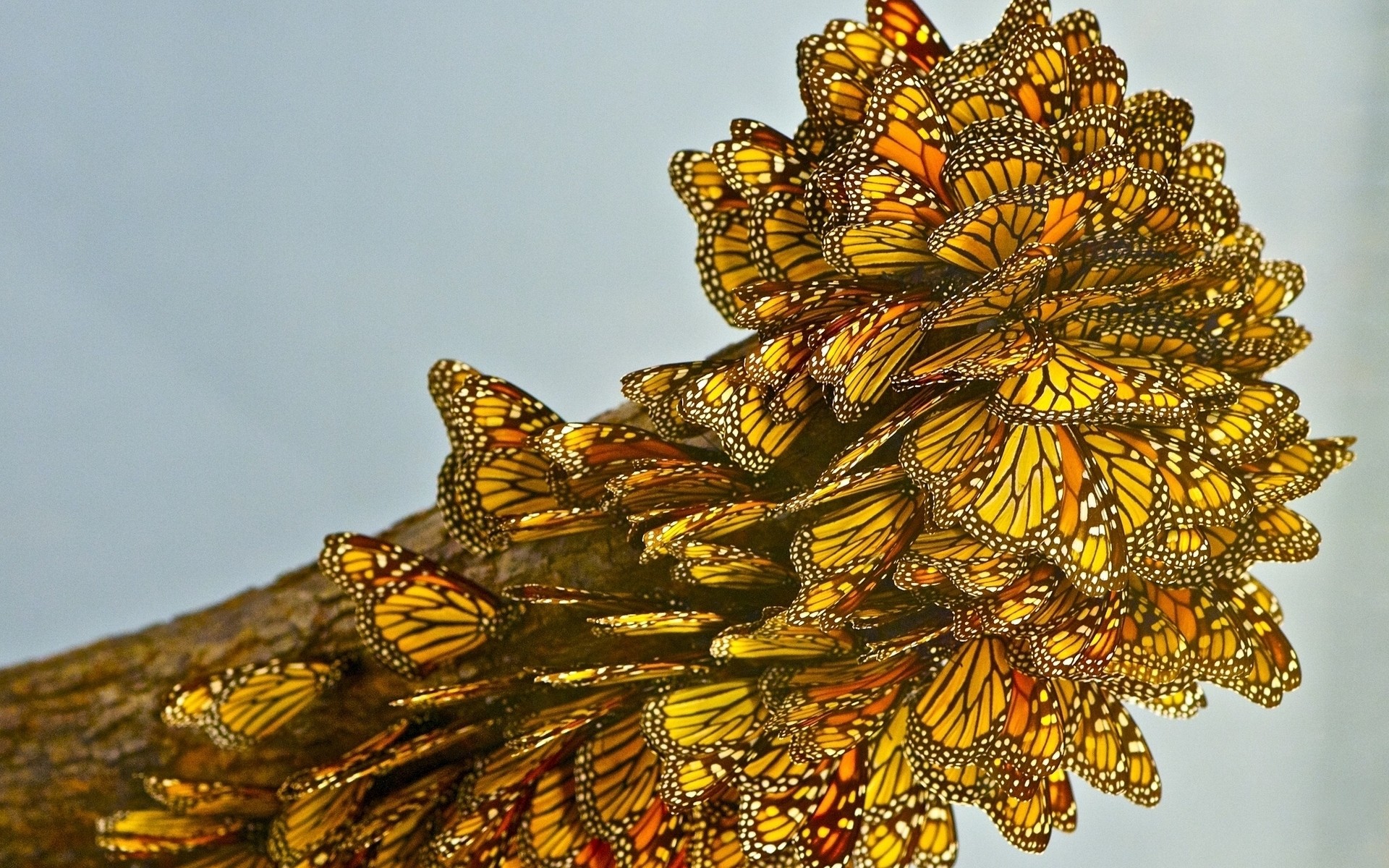 насекомые на открытом воздухе природа дневной свет цвет рабочего стола бабочка
