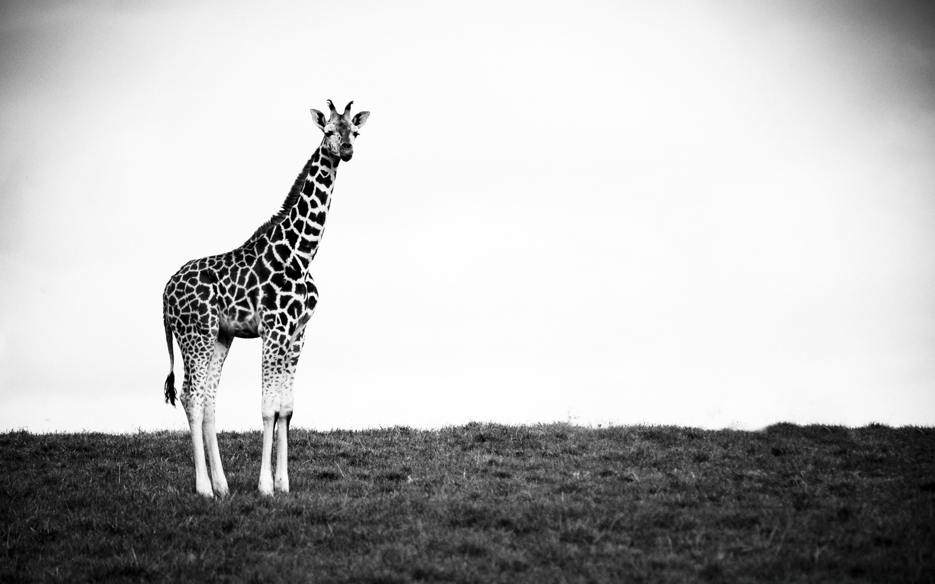 черно-белое жираф млекопитающее дикой природы сафари животное природа трава саванна один портрет вид сбоку на открытом воздухе дикий пастбища