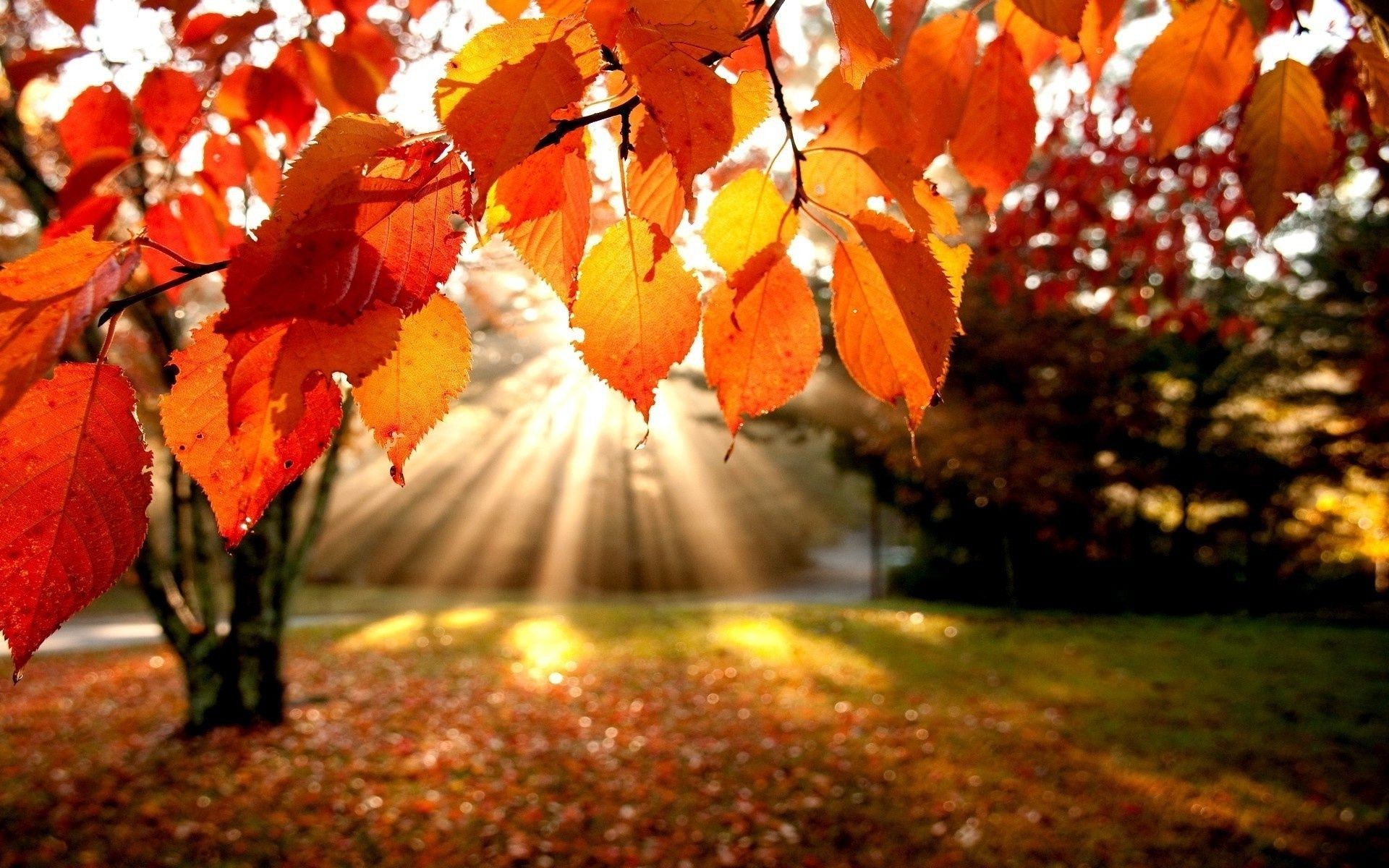 осень осень лист кленовый дерево сезон природа на открытом воздухе золото парк древесины сад яркий цвет флора филиал изменение пышные свет день благодарения