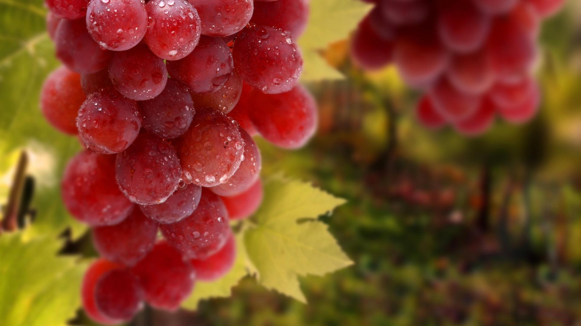 фрукты природа виноград вайн ягодка сочные еда куча кластер винзавод лист кондитерское изделие лето пастбище грейпвайн вина цвет виноградарство сад