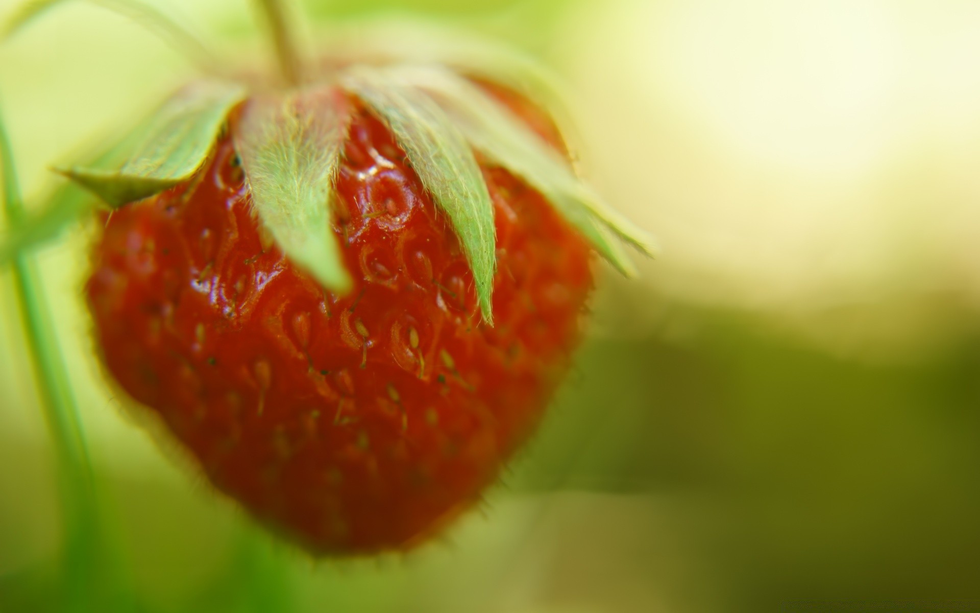 фрукты природа лист лето еда здоровья сочные ягодка клубничный вкусные кондитерское изделие яркий