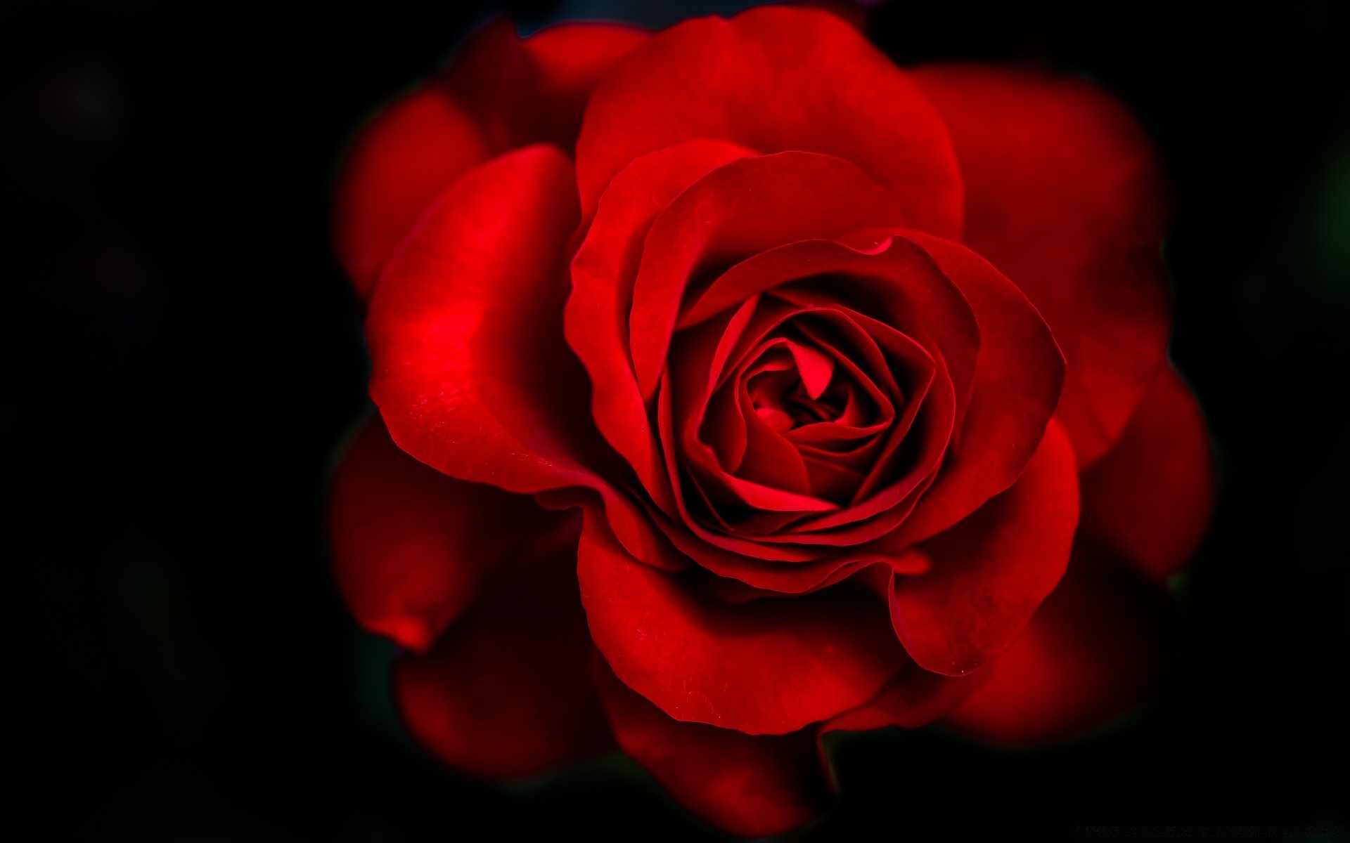 сердечки роза цветок лепесток любовь романтика блюминг романтический любовь цветочные юбилей подарок природа нежный красивые свадьба букет