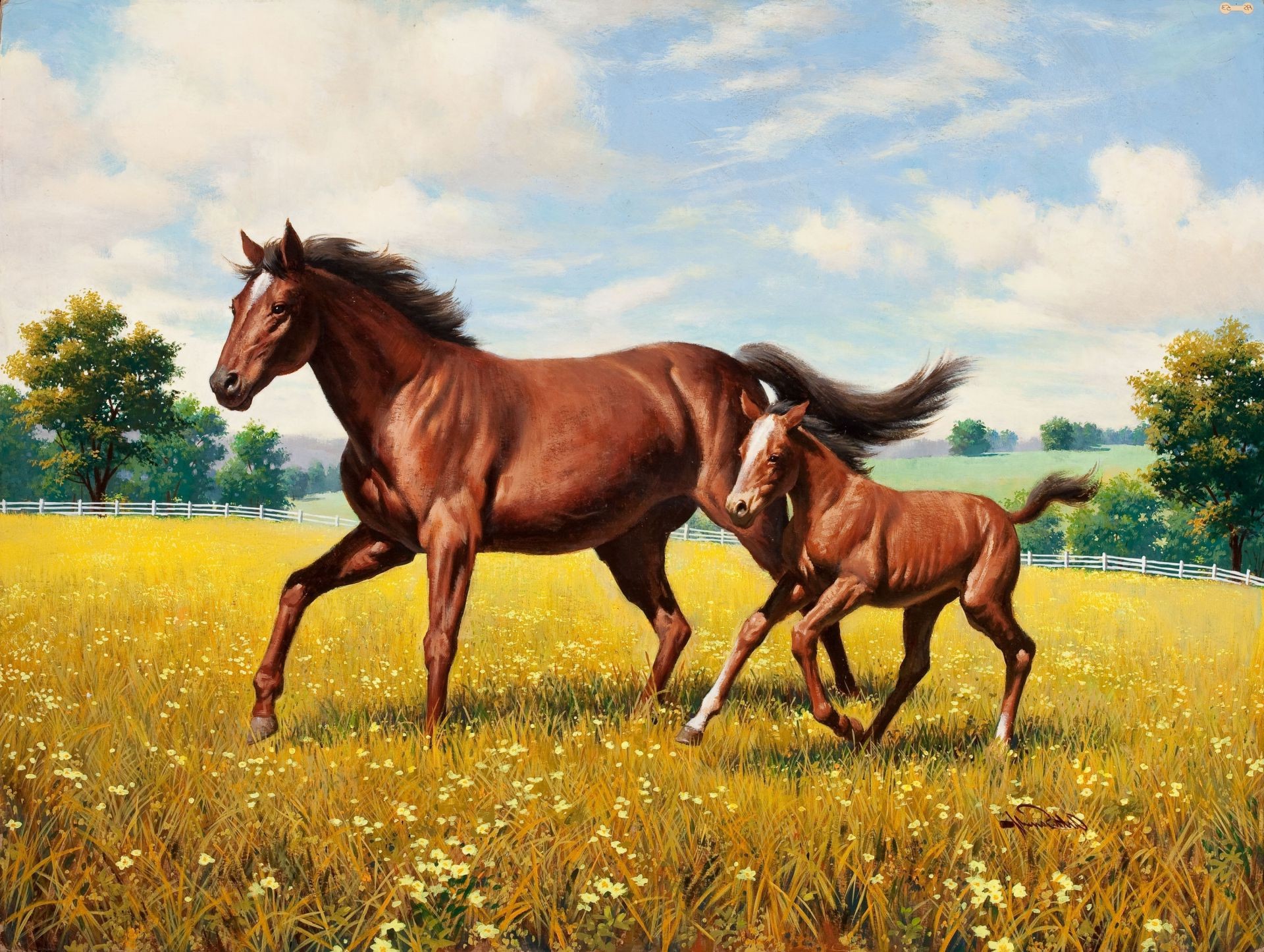 лошади сенокос лошадь трава млекопитающее поле пастбище маре жеребец мане конница ферма конный сельских коневодство пастбища живыми животными животное