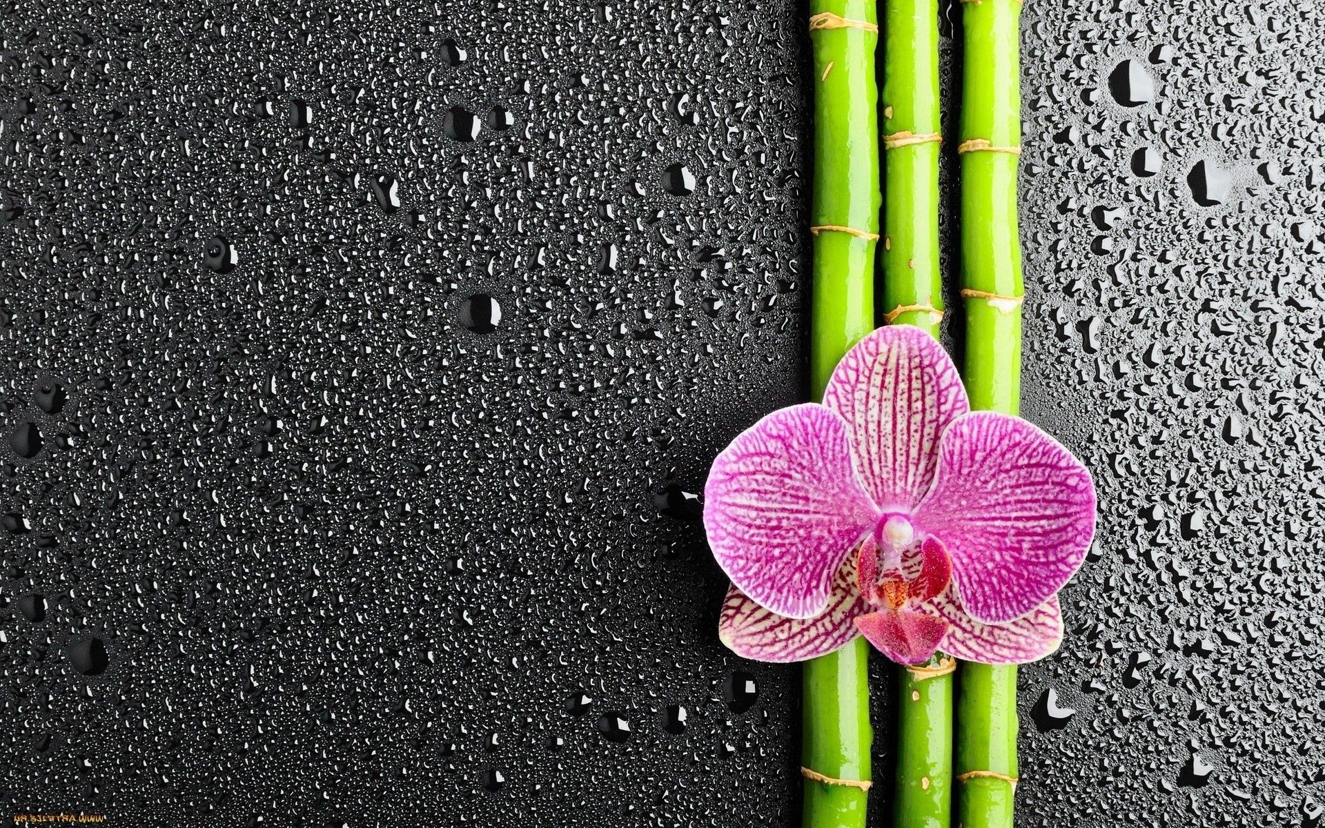 цветы дзен бамбук природа рабочего стола флора цветок тропический сад