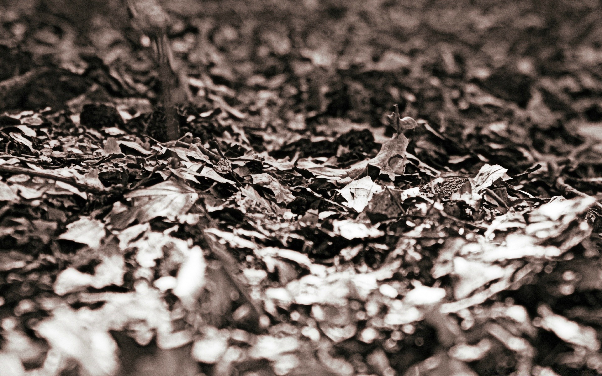 винтаж рабочего стола текстура аннотация шаблон природа лист монохромный крупным планом землю сухой осень древесины ткань