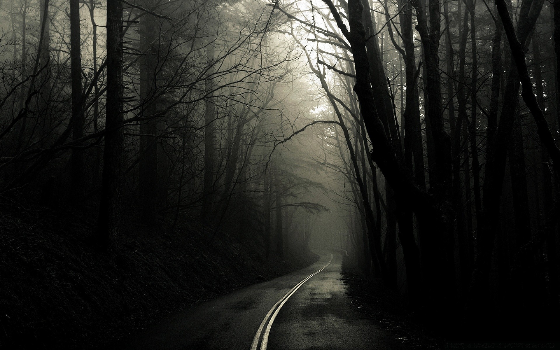 черное туман туман дерево зима древесины пейзаж осень темный снег дорога свет рассвет жутковато тень подсветкой монохромный тайна муди холодная