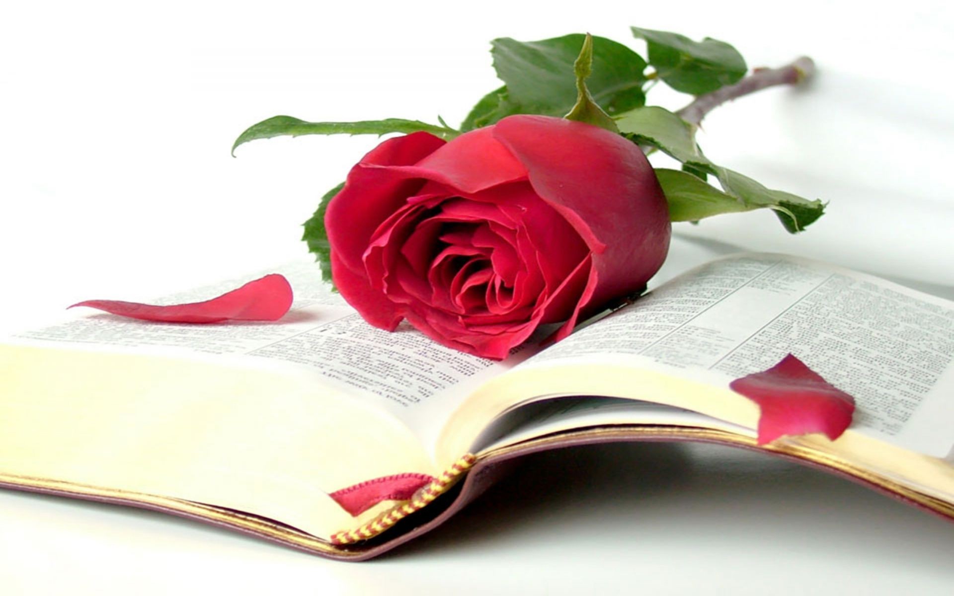 розы любовь цветок лист романтика рабочего стола бумага книга страницы романтический