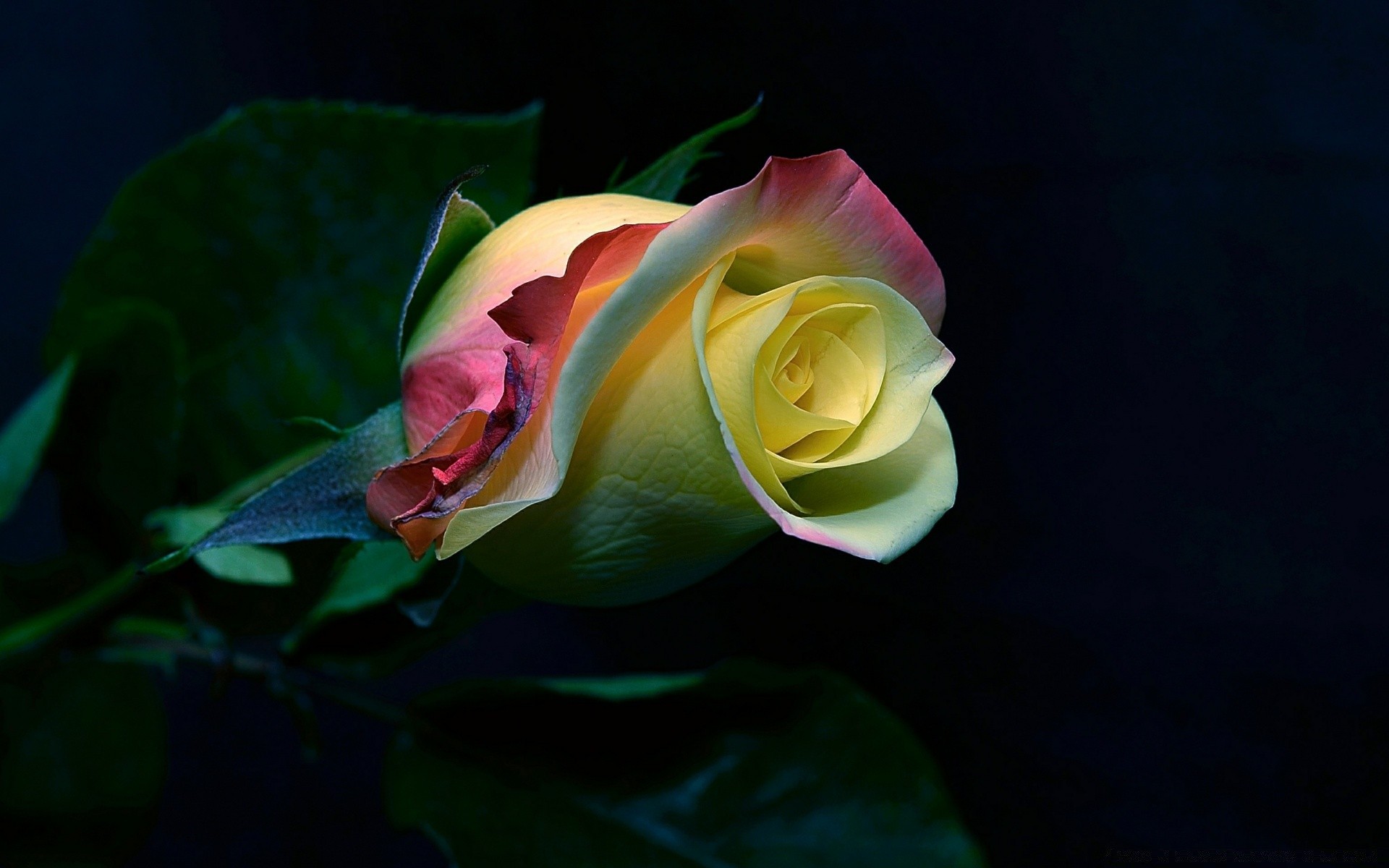 черное цветок лепесток роза природа флора красивые цвет блюминг цветочные лист сад романтика романтический любовь рабочего стола яркий подарок лето нежный