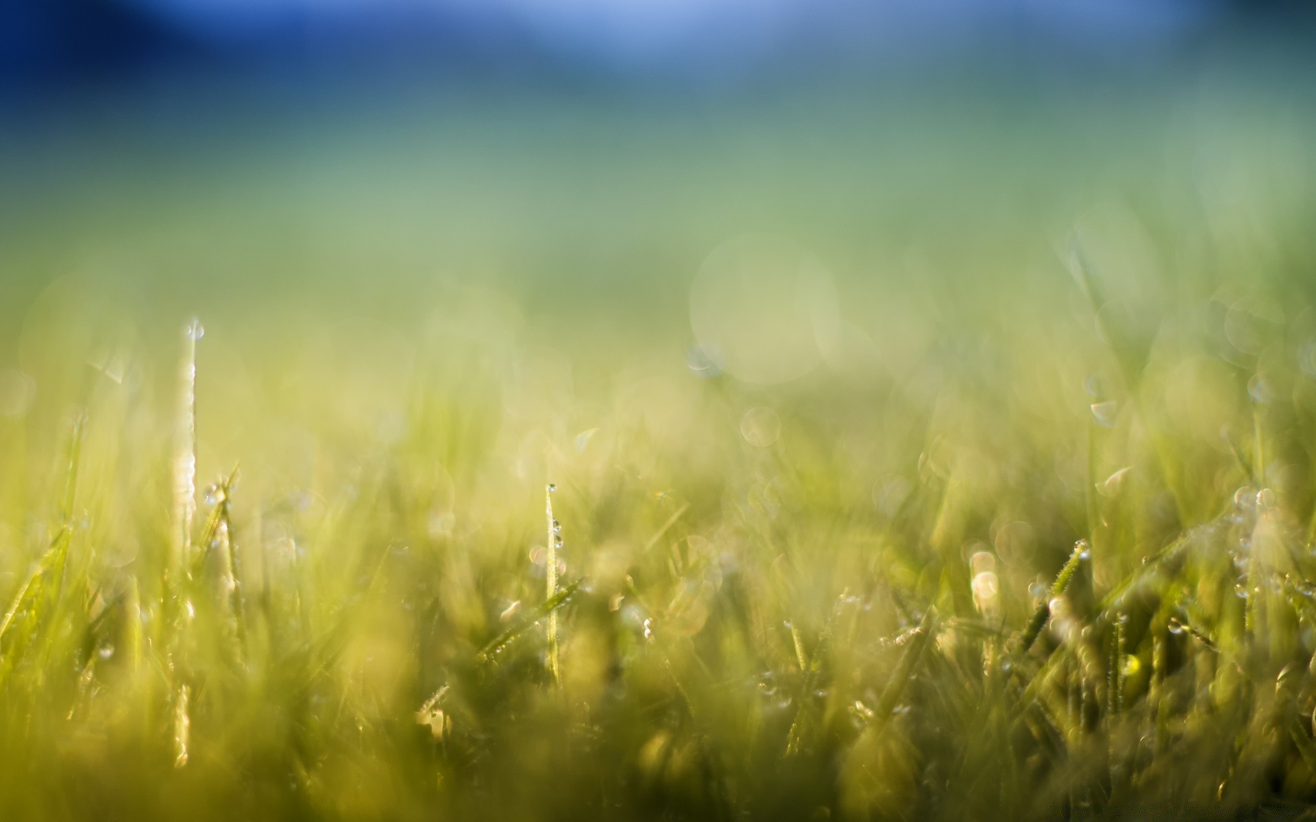 боке трава солнце поле сенокос лето природа сельских газон рост хорошую погоду пастбище рассвет флора ферма сад сельской местности лист пейзаж пышные страна