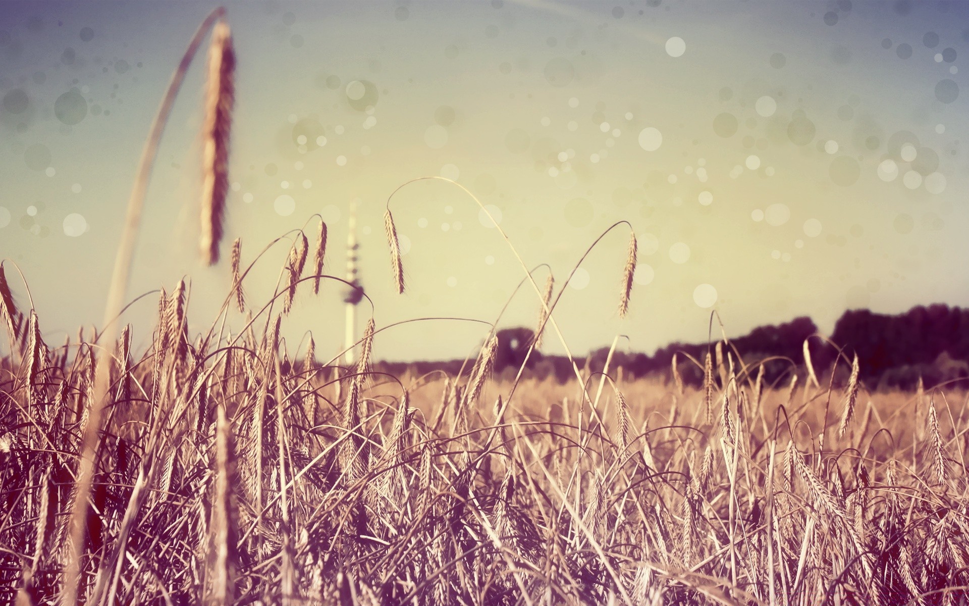 креатив поле трава сенокос небо хлопья сельских ферма лето пастбище пшеницы природа солнце сельской местности кукуруза пейзаж сельское хозяйство урожай страна золото соломы
