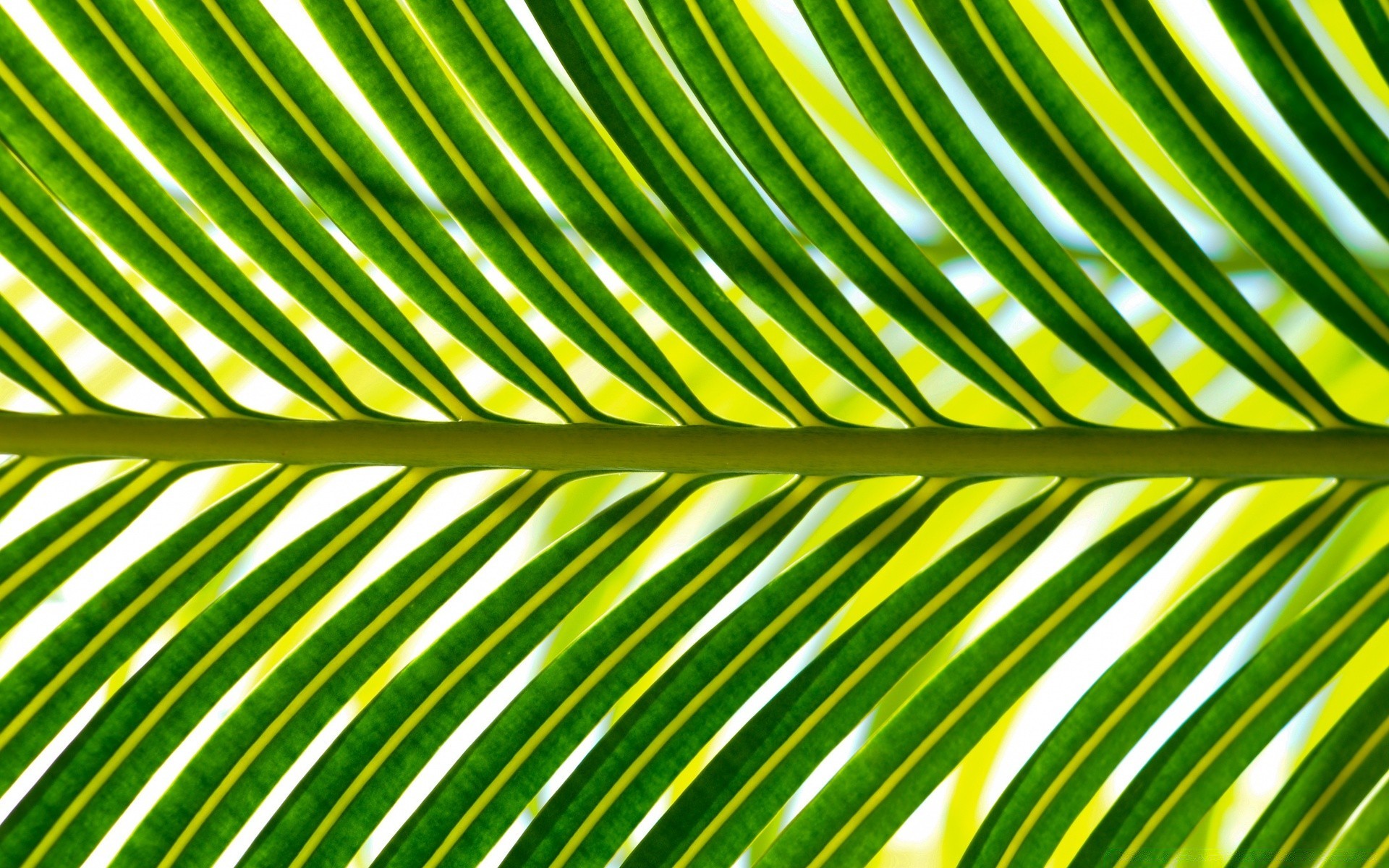 растения лист флора рост тропический фронд природа лето рабочего стола фотосинтез пышные ладони сад яркий экология аннотация текстура шаблон среды дерево