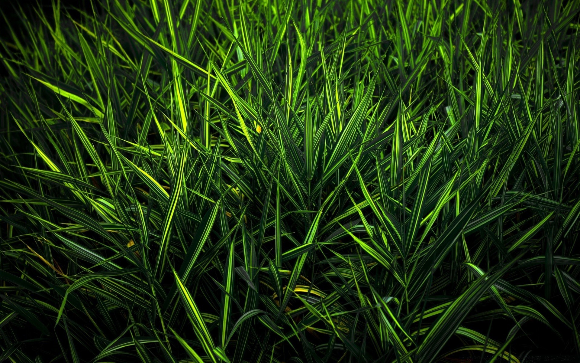 растения трава флора рост лист газон пышные сад лезвие поле среды природа рабочего стола сенокос почвы