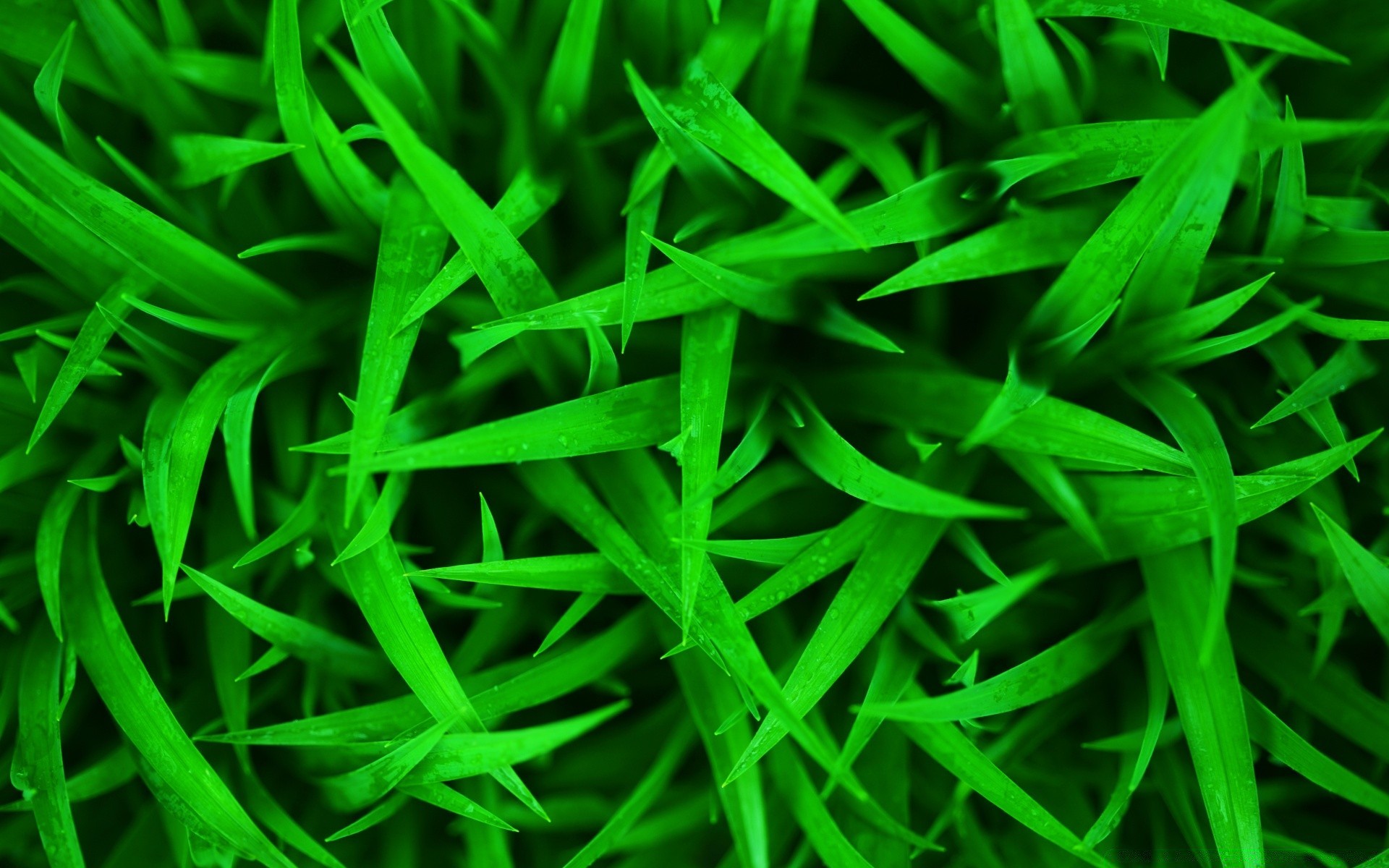 растения лист газон флора трава пышные лезвие сад рост рабочего стола дерновина текстура двор цвет природа яркий гольф среды