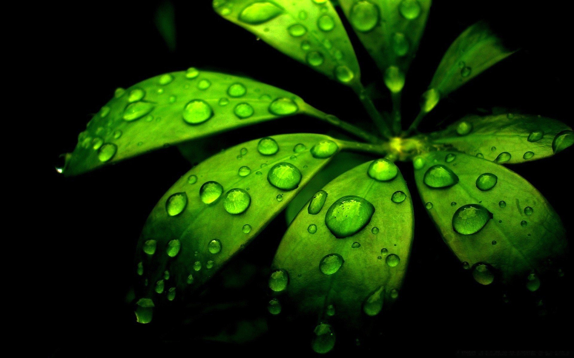 капельки и вода флора лист падение дождь природа рост цвет росы сад рабочего стола