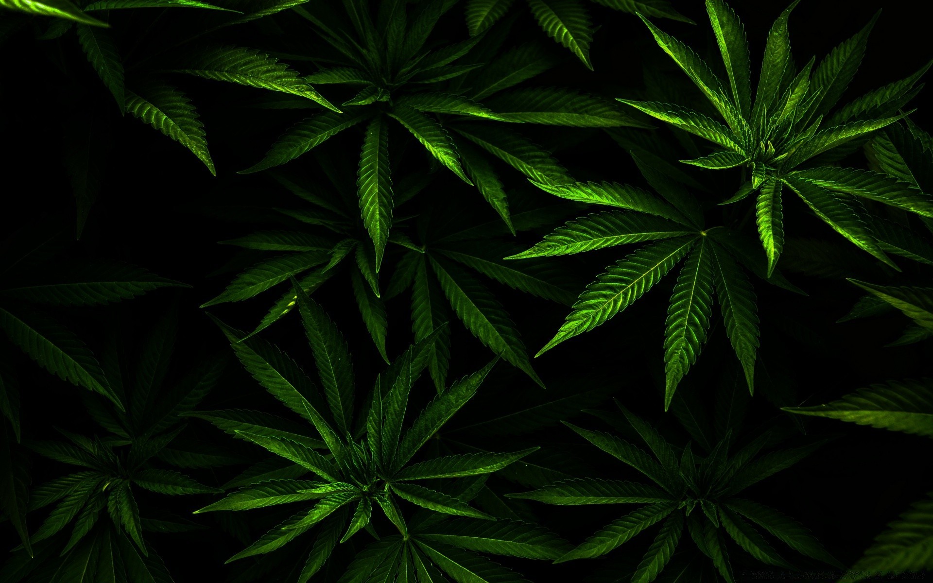 растения лист марихуаны флора конопли рабочего стола природа хэш дерево пышные рост крупным планом среды