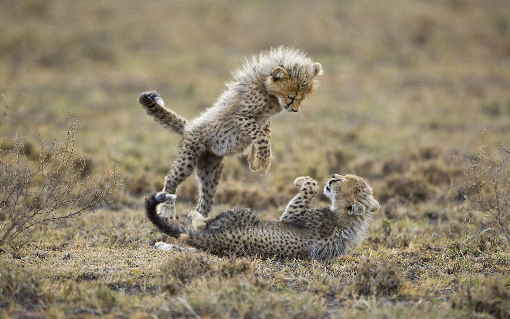 гепарды дикой природы млекопитающее животное сафари кошка трава природа дикий на открытом воздухе дневной свет