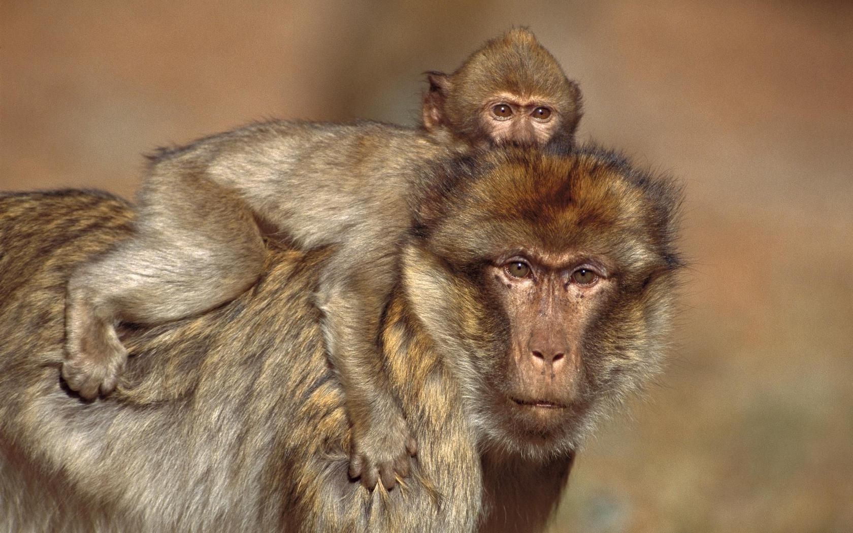 приматы млекопитающее дикой природы обезьяна предстоятель животное милые дикий природа портрет мех зоопарк ребенок кривляться