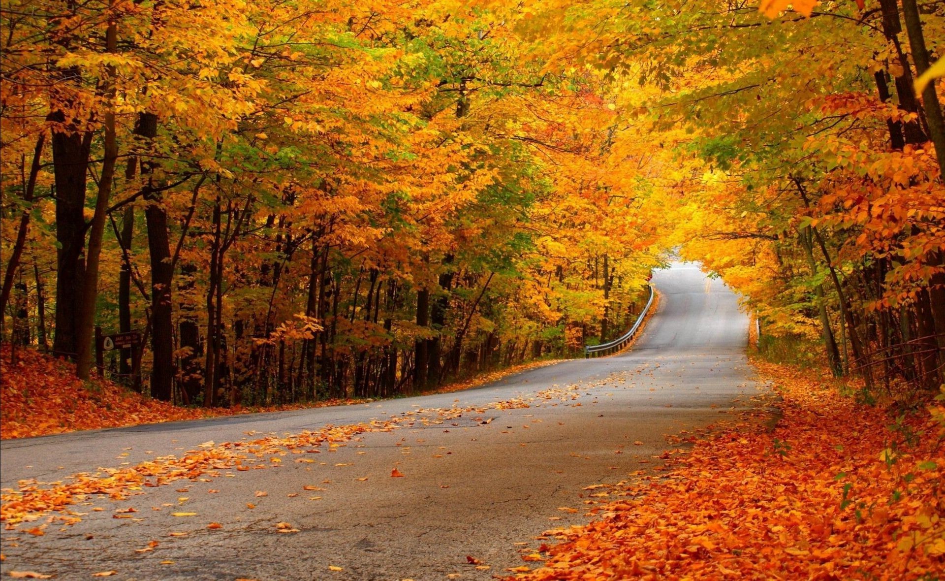 осень осень лист кленовый природа дерево древесины дорога пейзаж на открытом воздухе сезон живописный парк