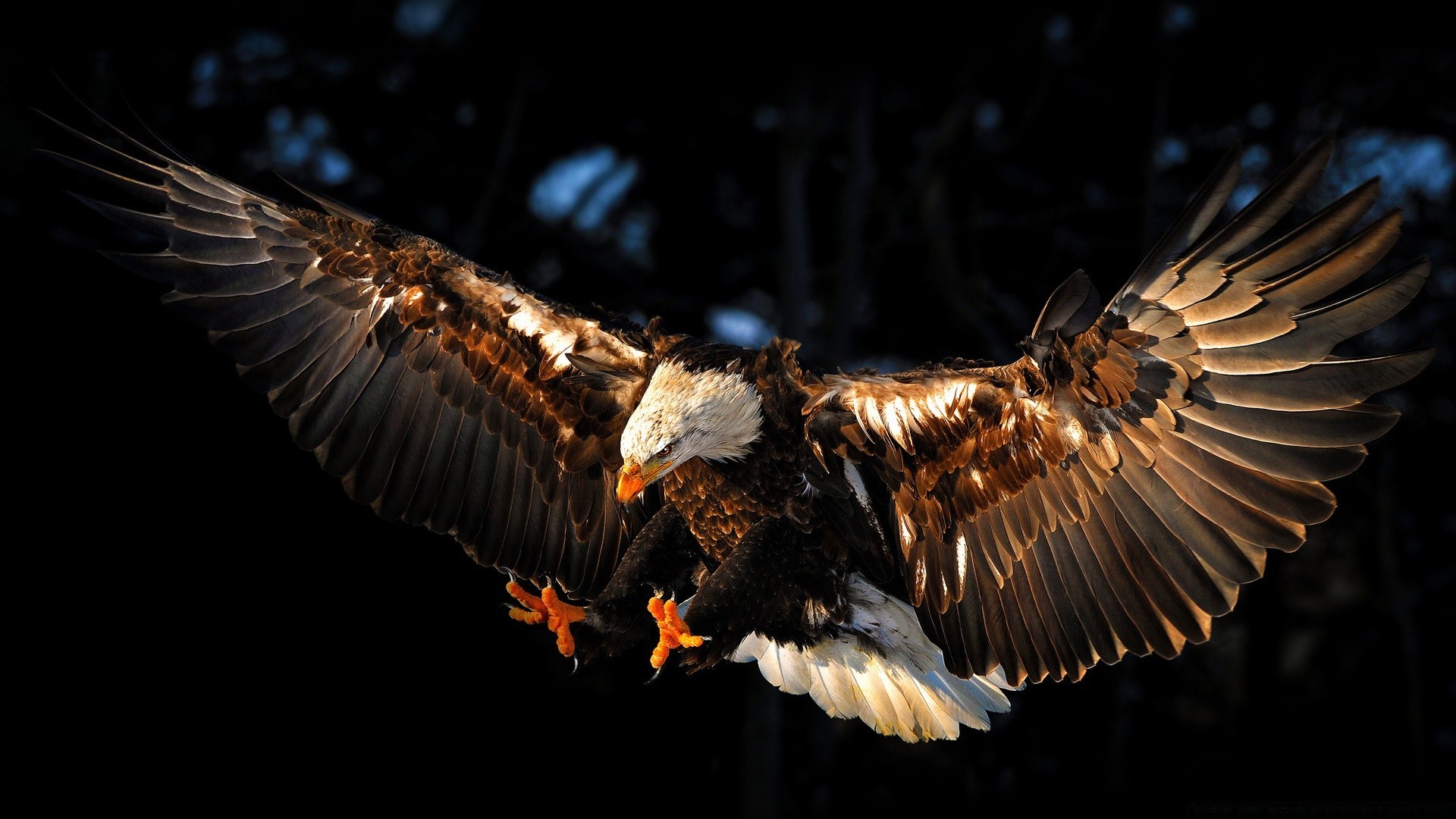 хищные птицы птица раптор дикой природы орел природа рейс перо крыло на открытом воздухе животное летать добычей
