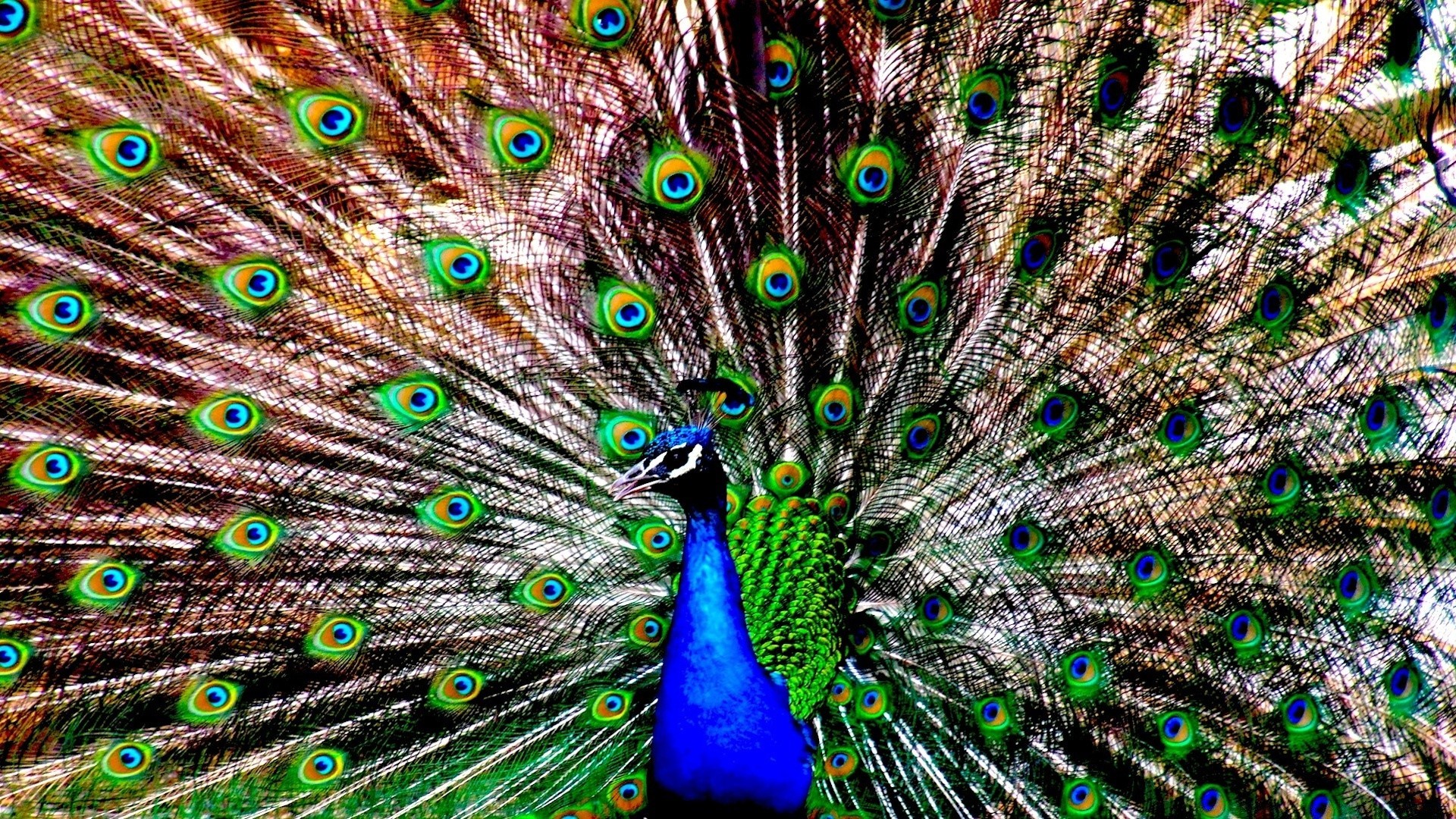 павлин перо птица павлин танцы ритуал хвост выставка яркие шаблон мульти яркий бирюза энергии тропический природа рабочего стола петушок цвет шея
