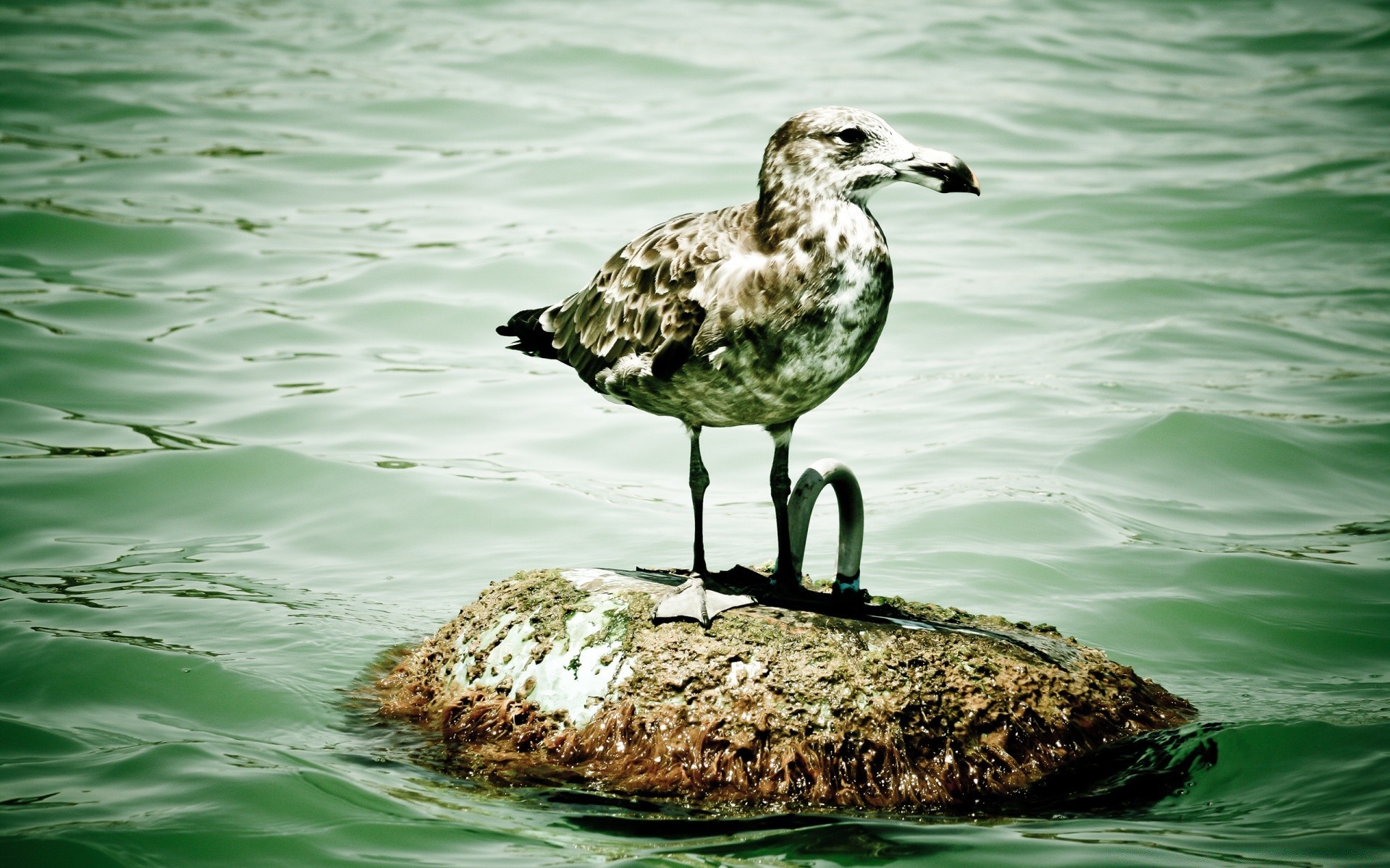 водоплавающие птицы воды птица природа дикой природы на открытом воздухе дикий чайки лето