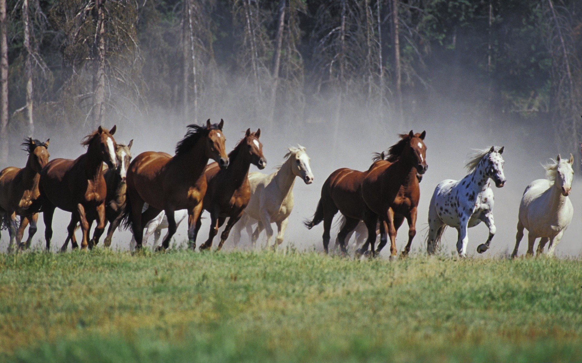 лошади конница млекопитающее конный лошадь сенокос ферма маре коневодство стадо жеребец сидит трава пастбище живыми животными сельское хозяйство породистые животное поле скоко бегун