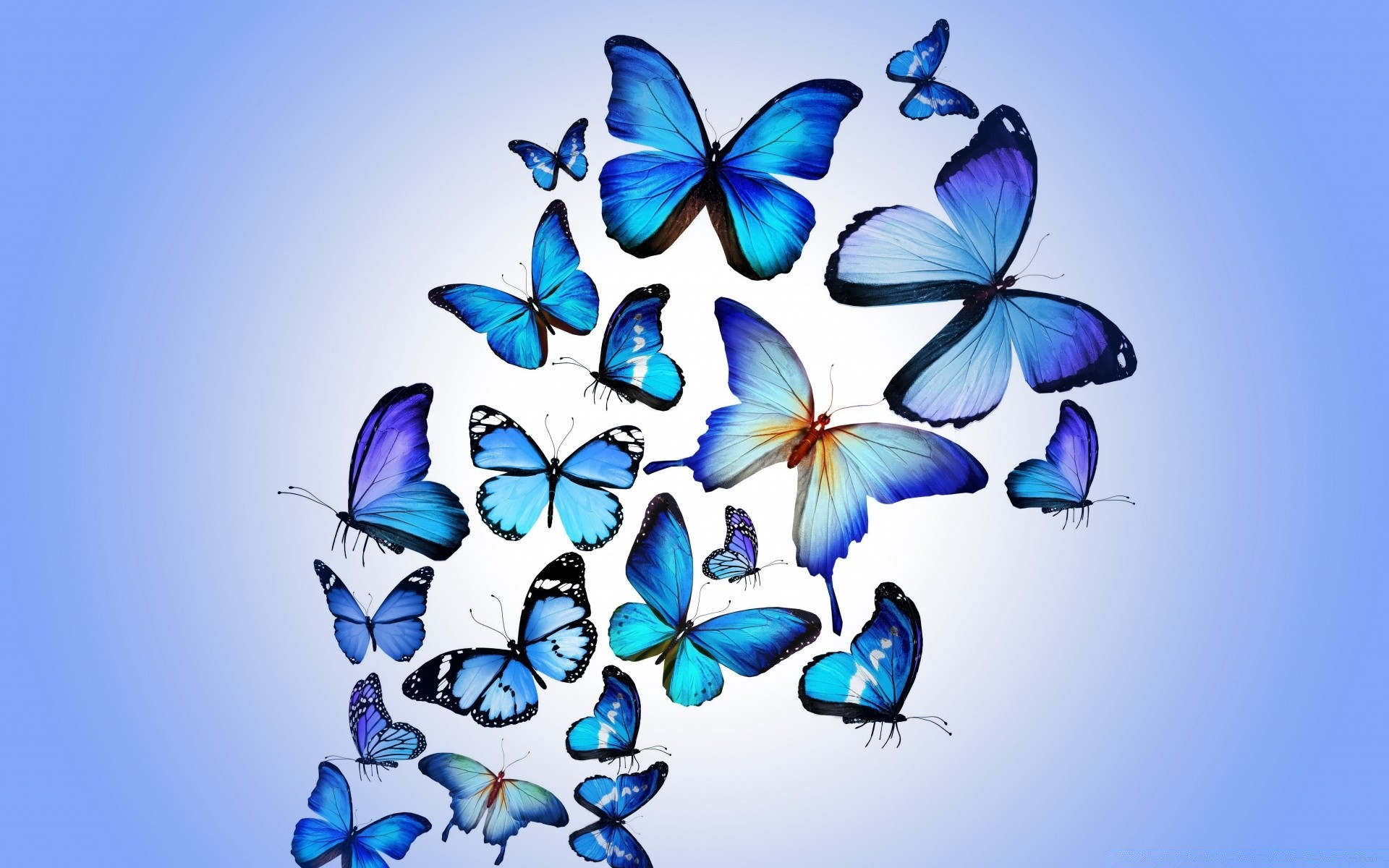 бабочка иллюстрация рабочего стола аннотация дизайн природа искусство график лето цвет формы шаблон украшения