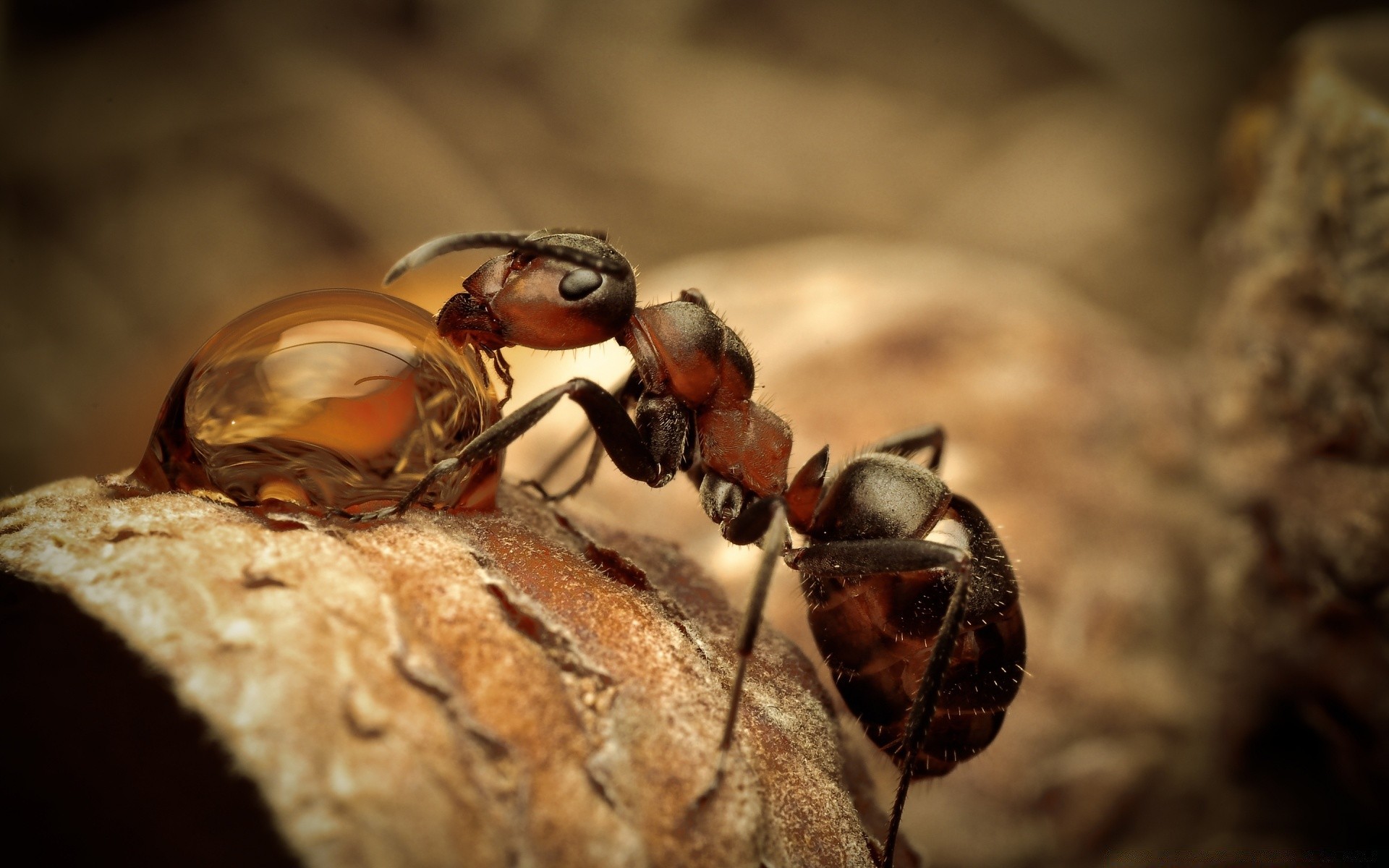 насекомые насекомое беспозвоночных дикой природы природа жук еда крупным планом
