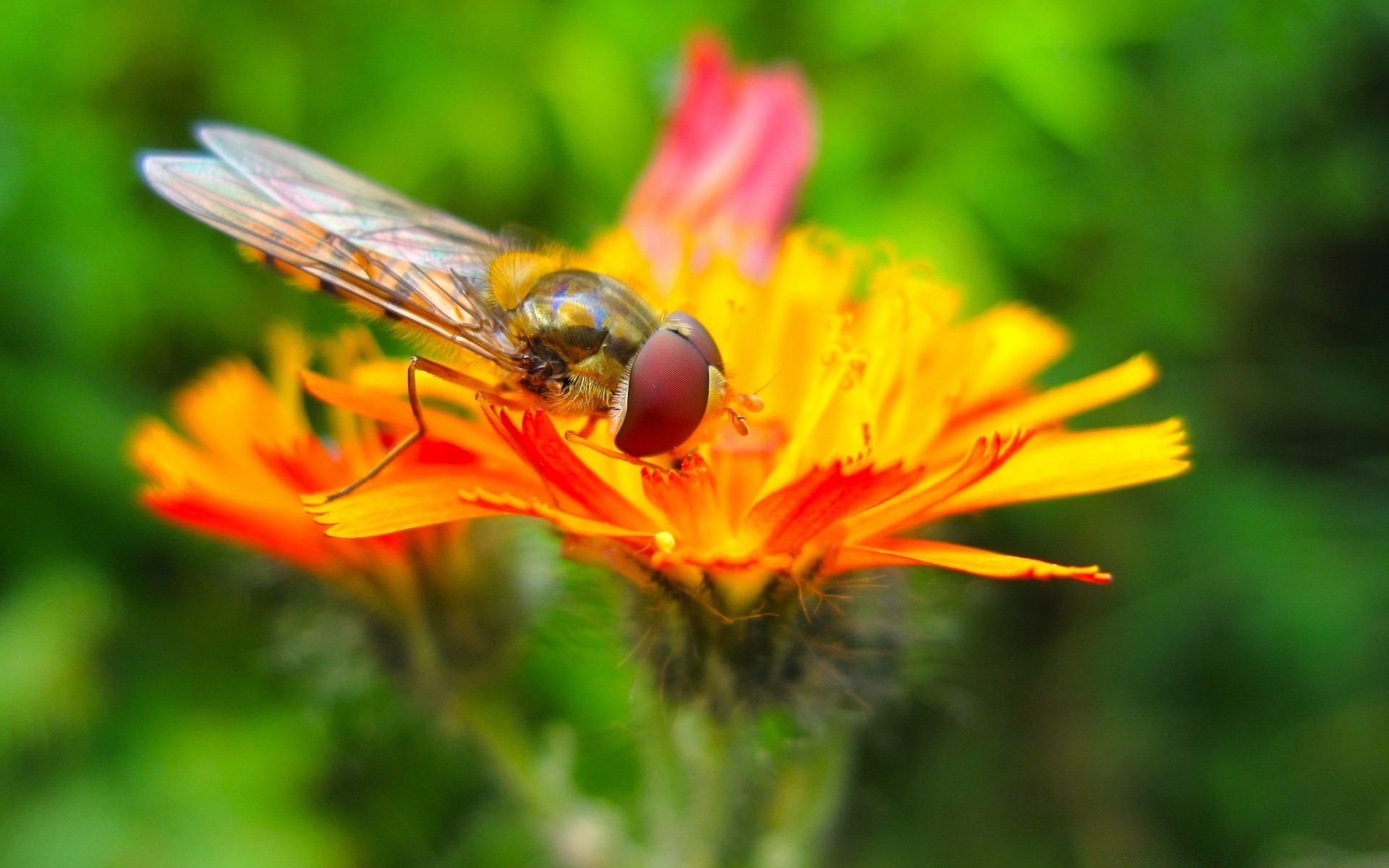 насекомые природа насекомое пчелка цветок лето на открытом воздухе мед летать дикий сад флора пыльца крыло лист нектар опыление крупным планом цвет животное