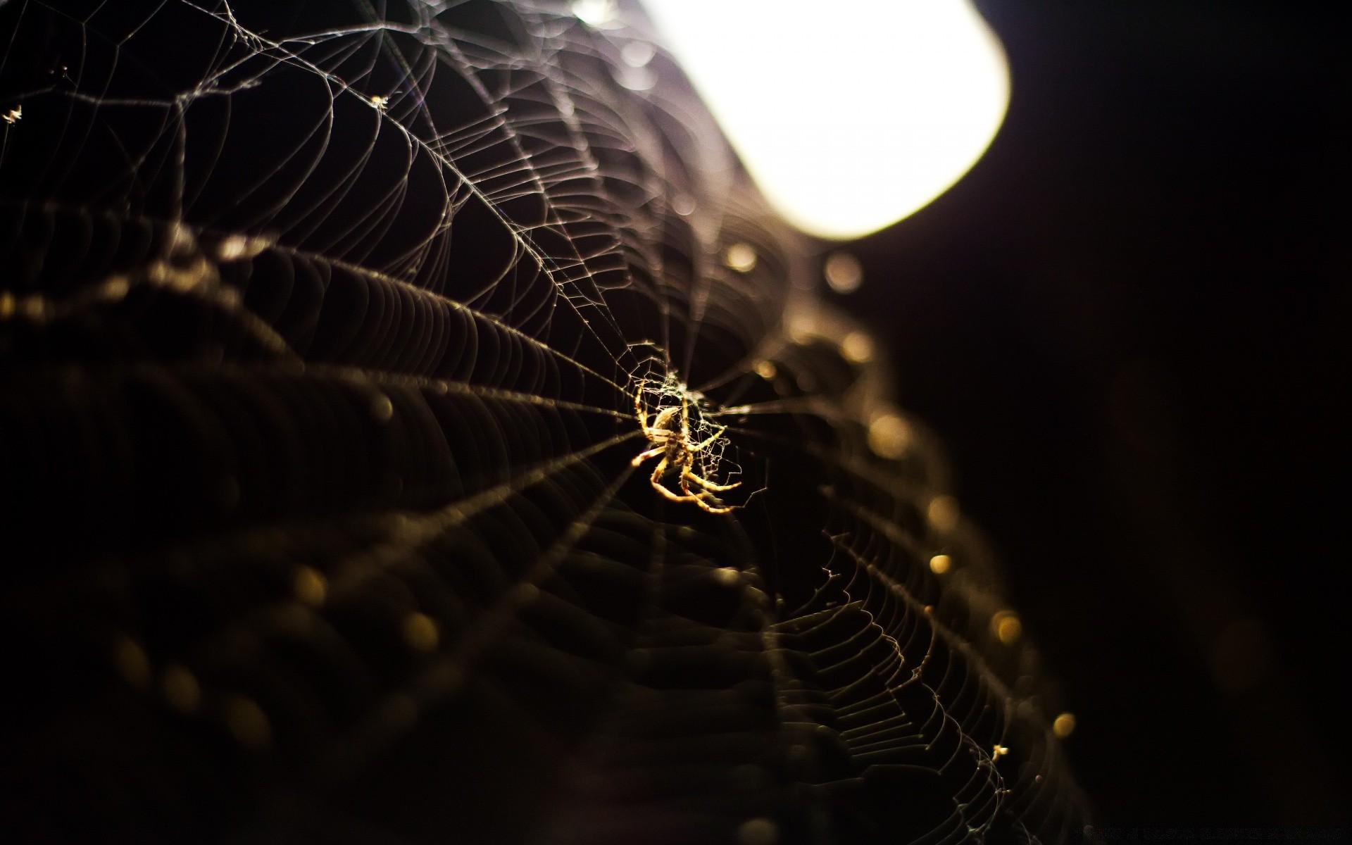 насекомые паук паукообразный паутинкой ловушка паутинку насекомое веб свет жутковато беспозвоночных темный опасность размытость страх